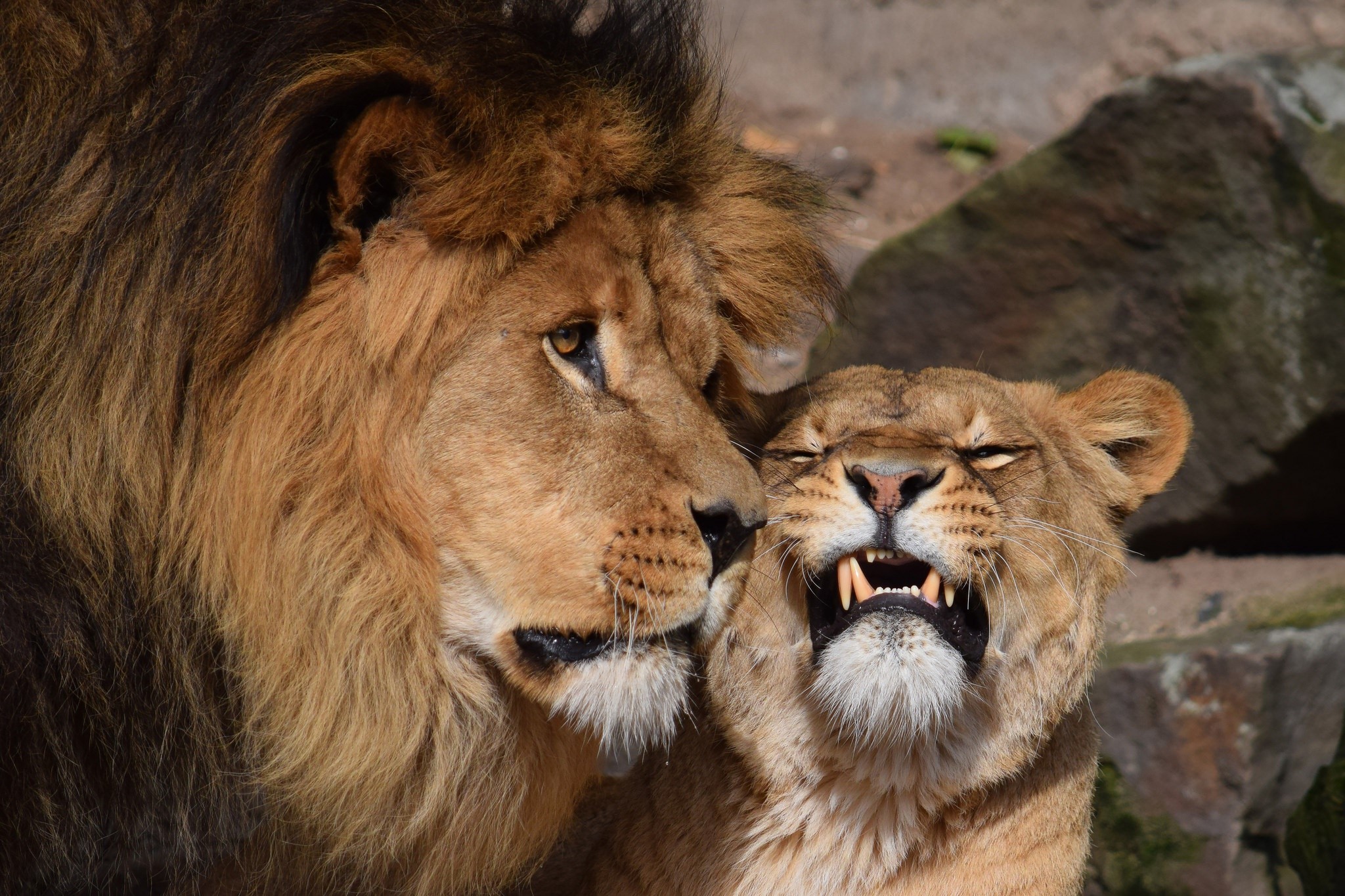 Lion and Lioness Close-up HD Wallpaper