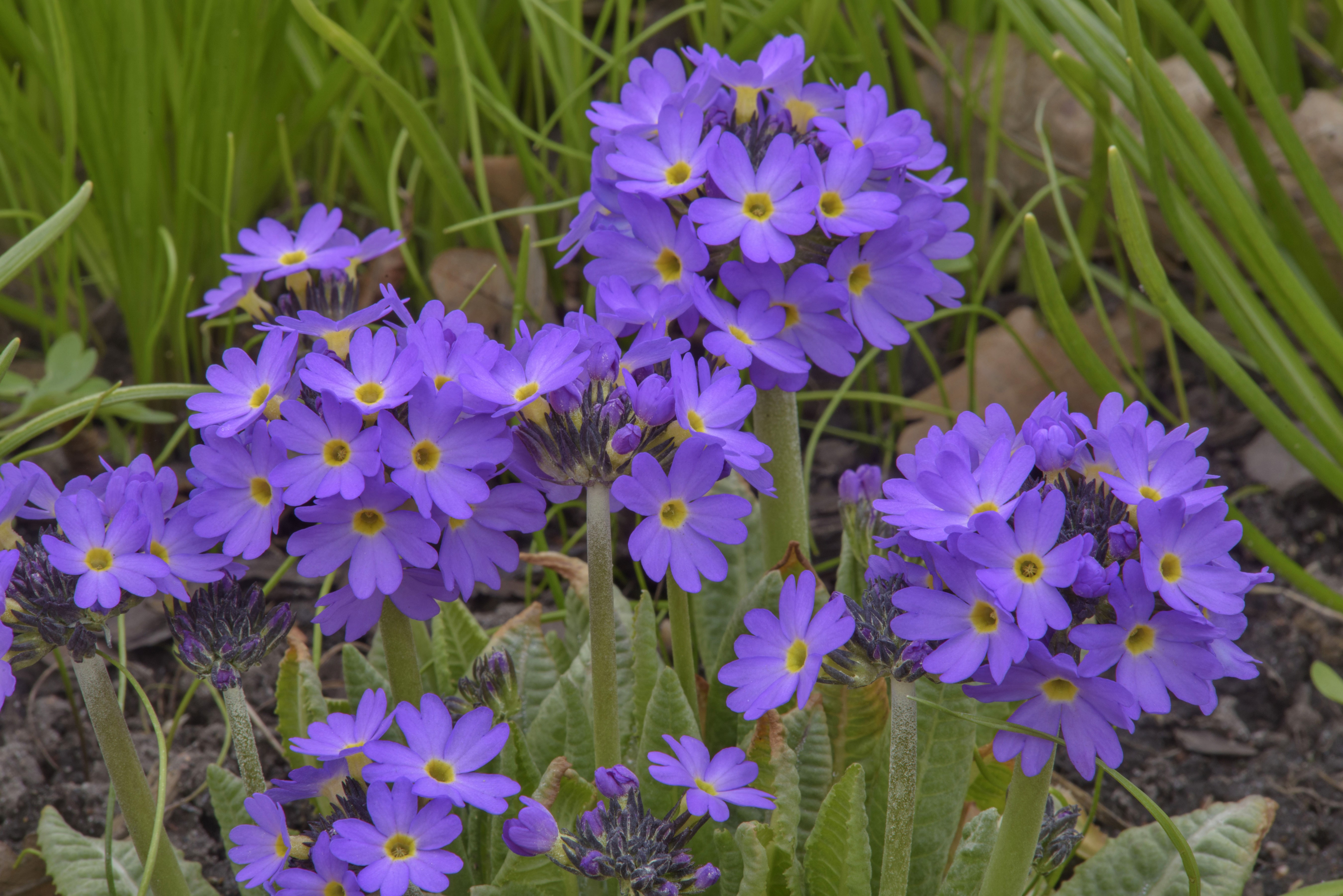 Violet Primula flowers in closeup HD Wallpaper