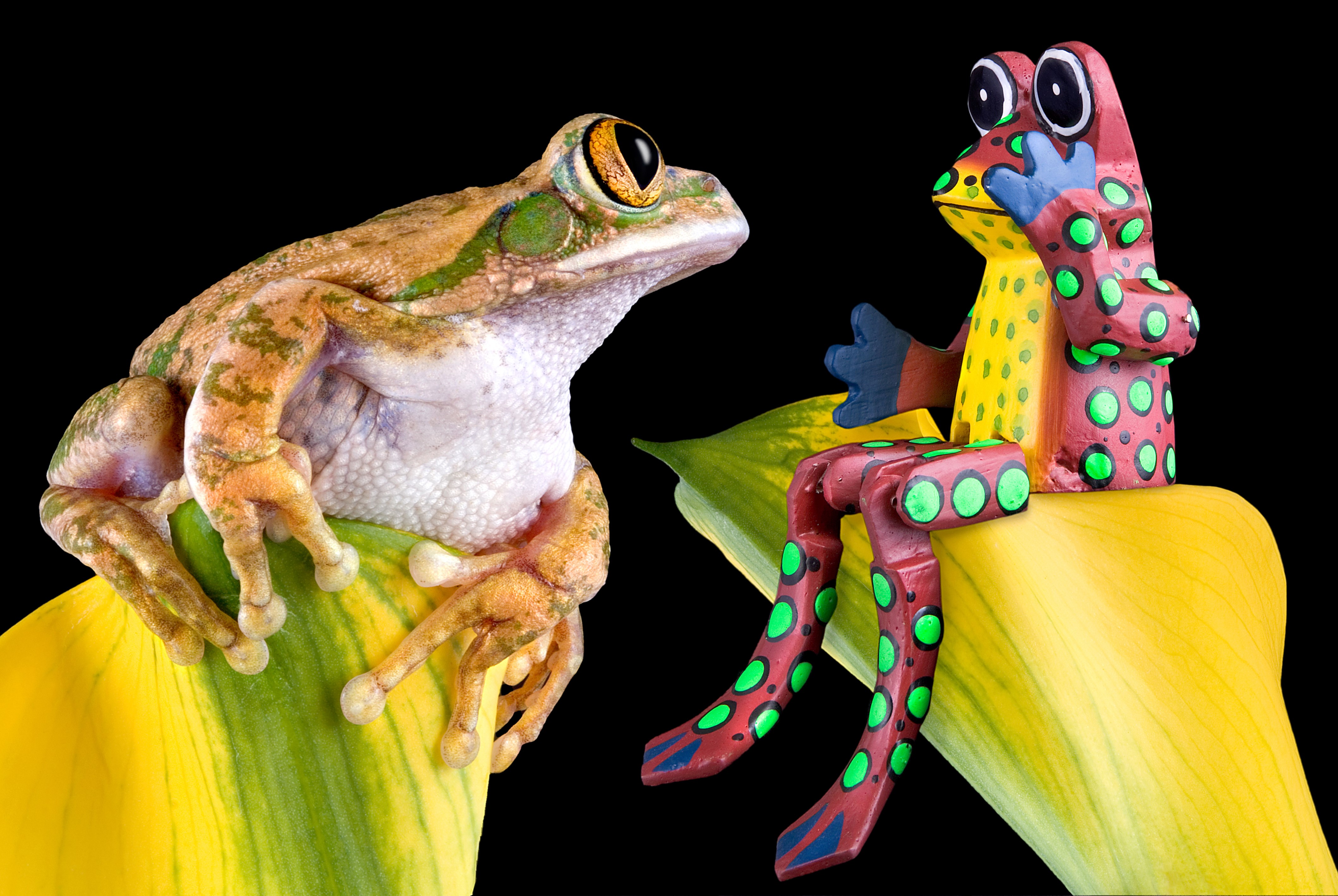 Two frogs on a yellow flower HD Wallpaper