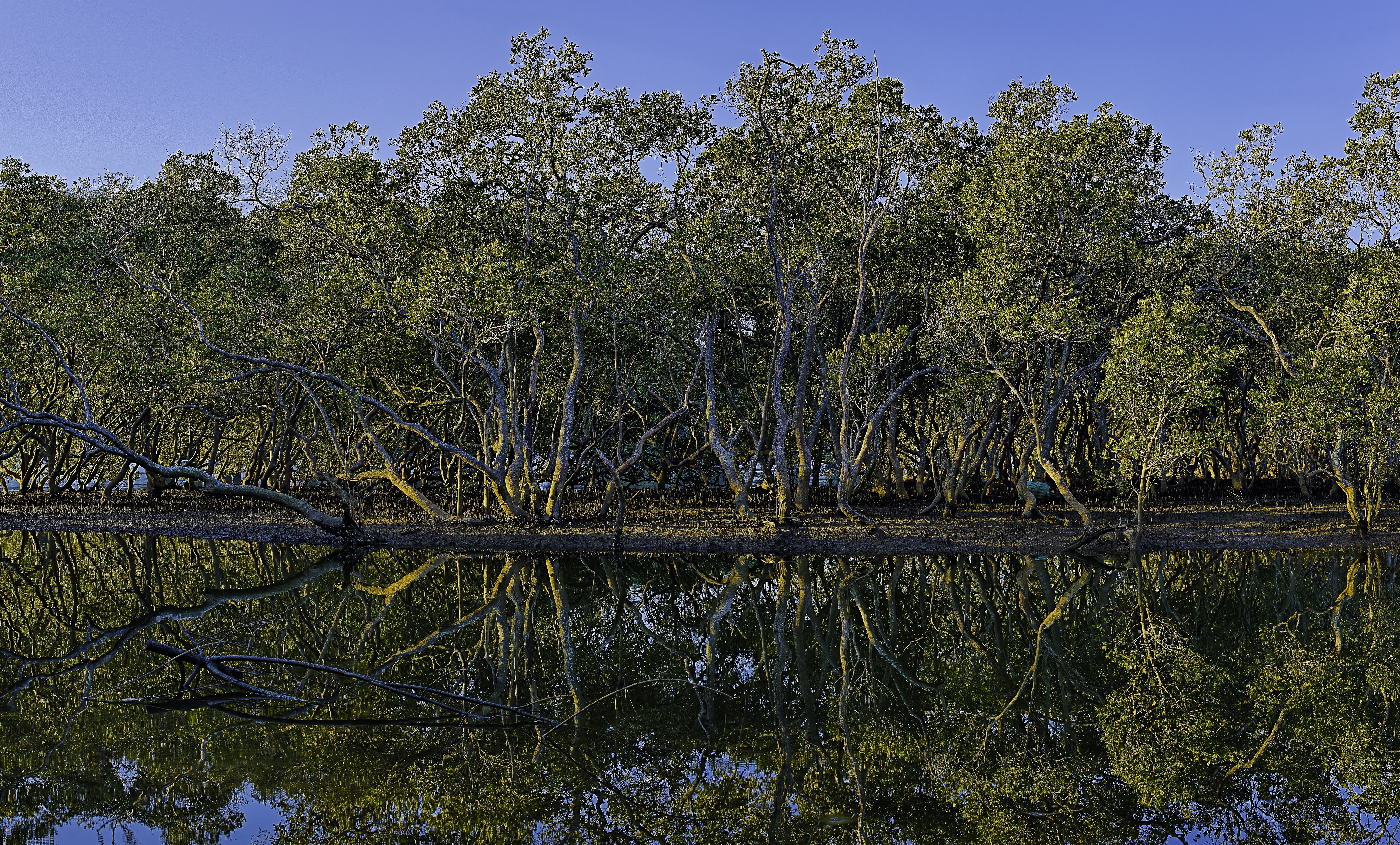 Brooklyn Hawkesbury River Trees Reflection HD Wallpaper