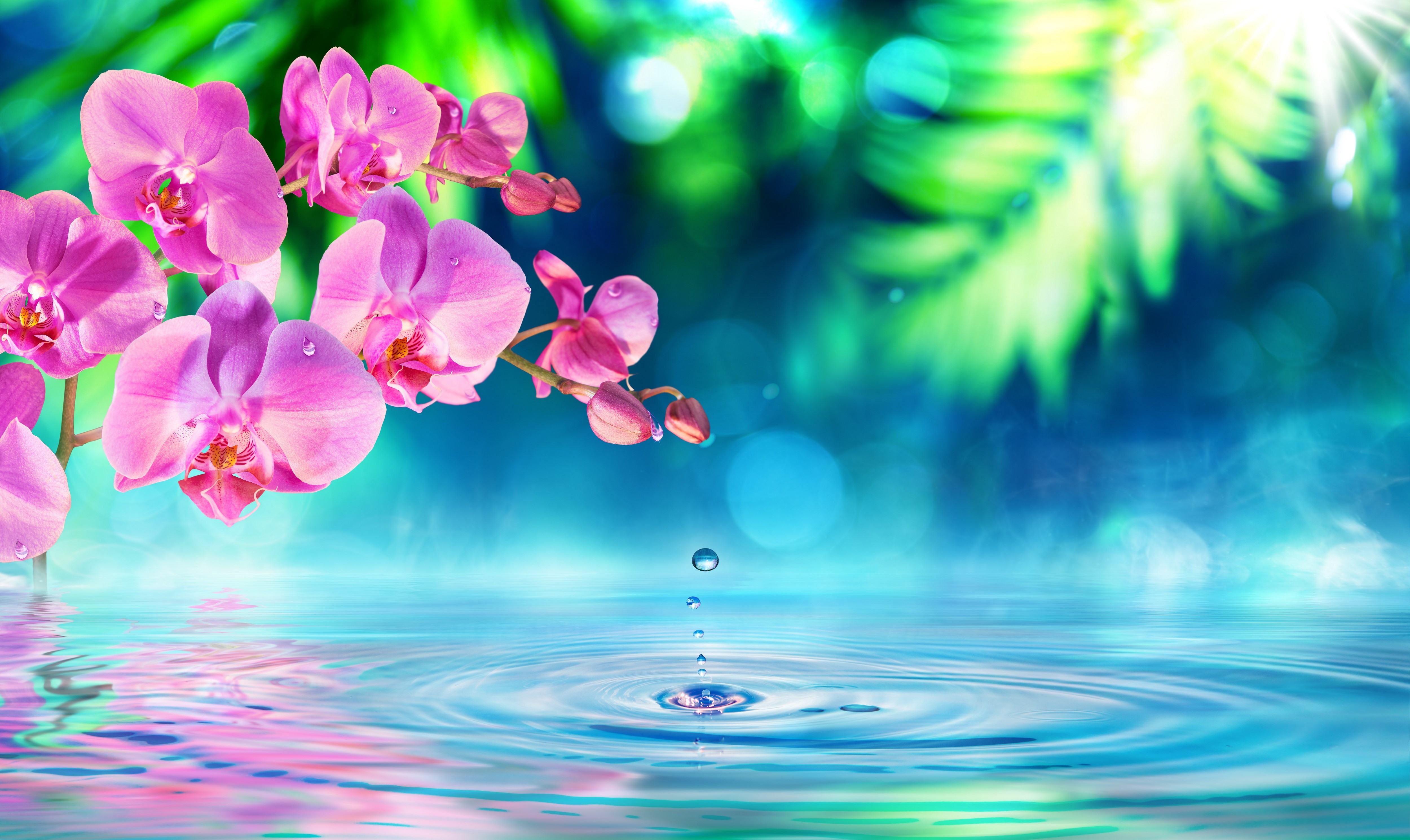 Pink Orchids and Water Droplet HD Wallpaper
