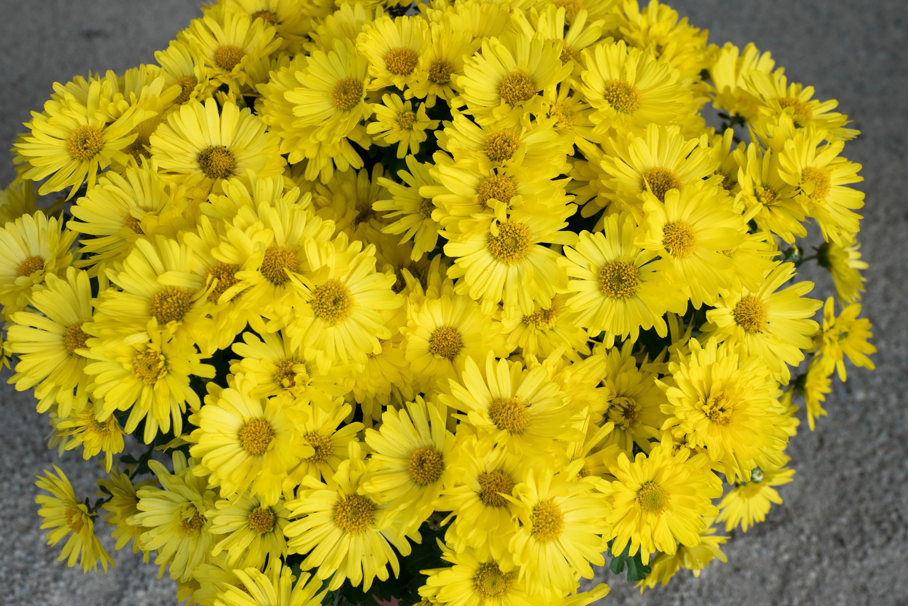 A close-up of a bouquet of yellow chrysanthemums HD Wallpaper