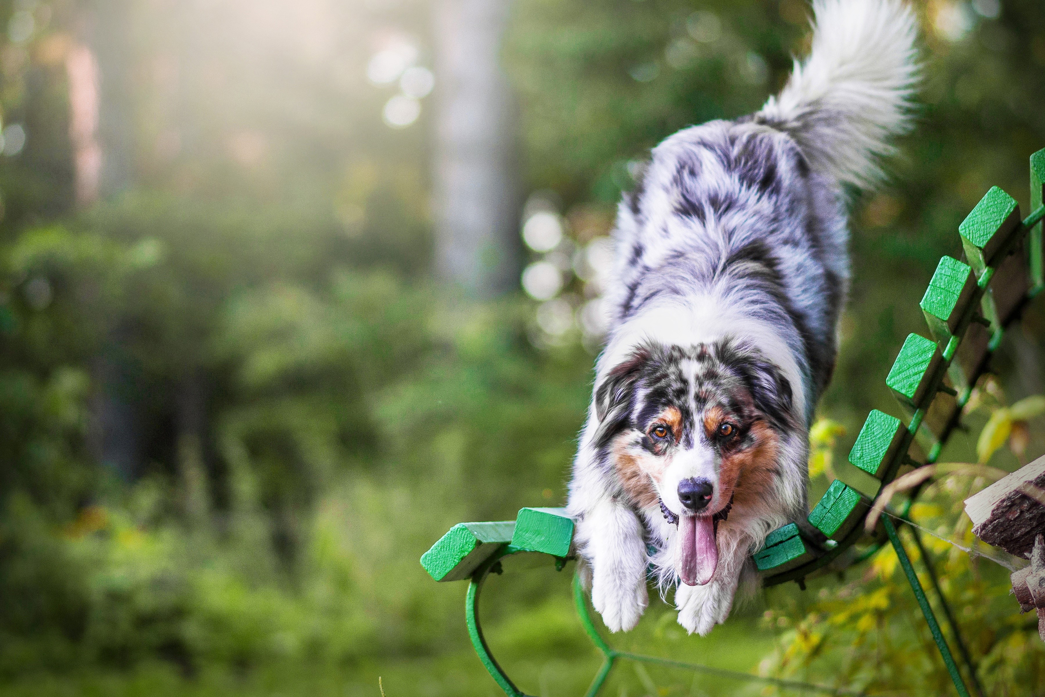 Australian Shepherd dog on a green bench HD Wallpaper
