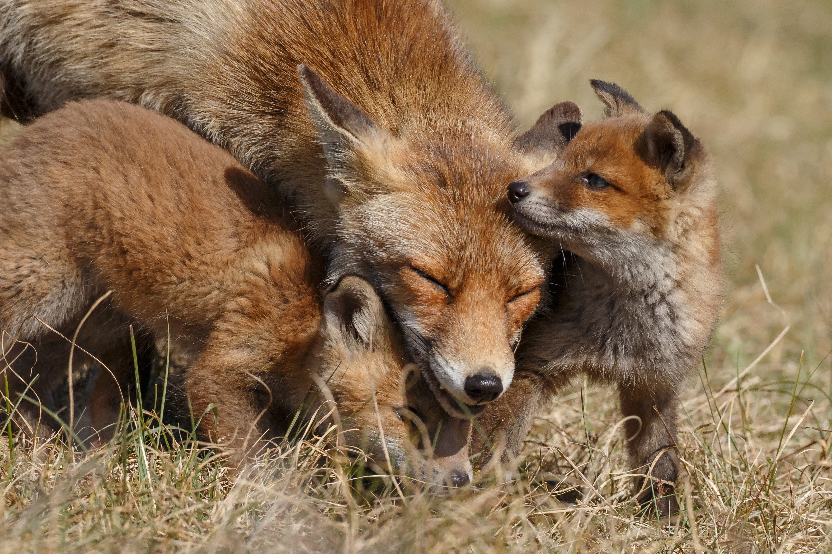 Mother Fox with Two Cubs HD Wallpaper
