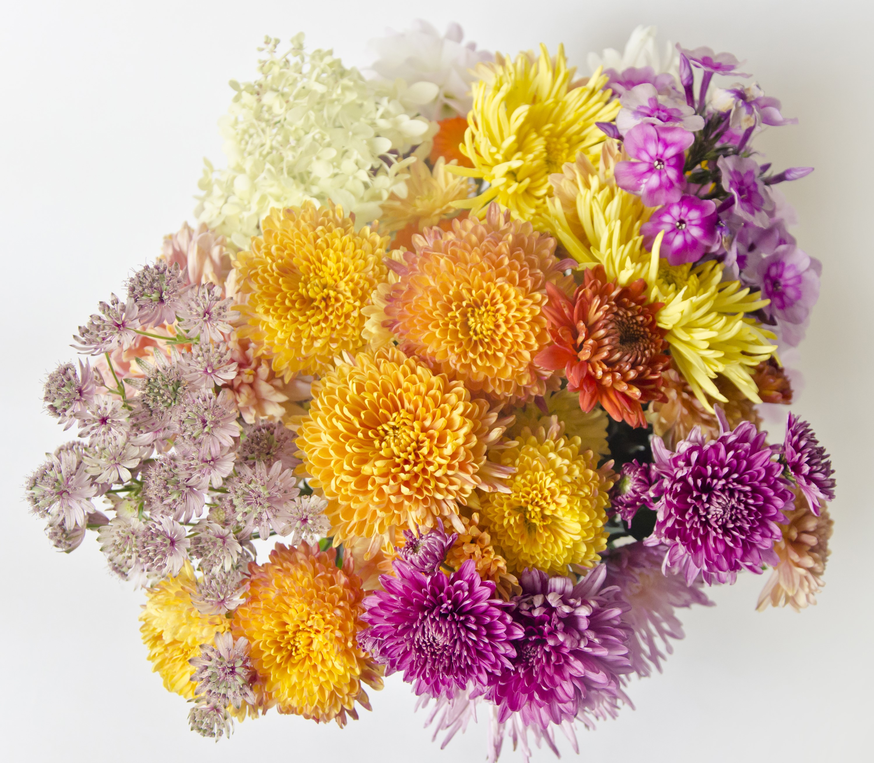 Close-up of a bouquet of colorful chrysanthemums HD Wallpaper