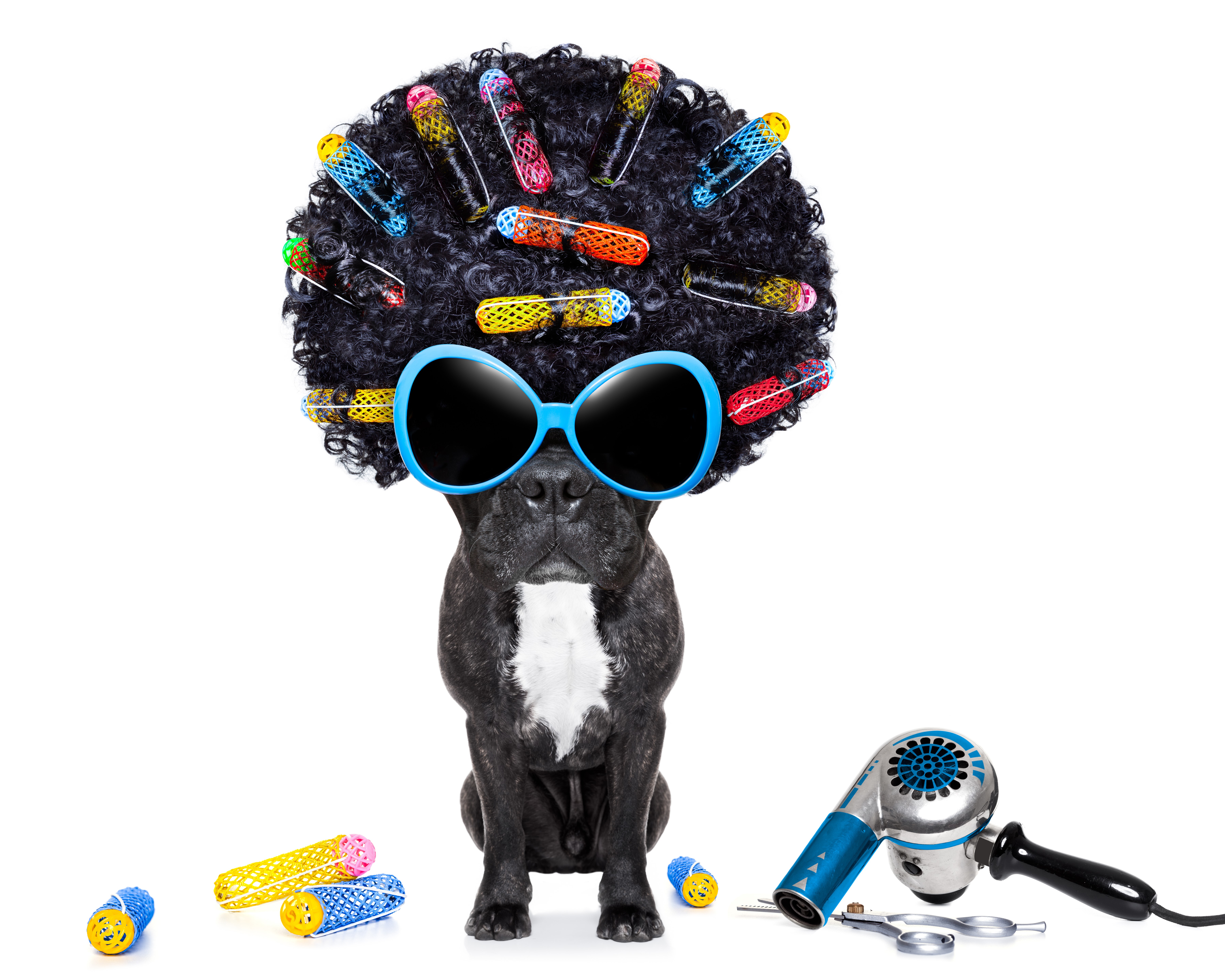 French Bulldog with Afro Wig and Curlers HD Wallpaper