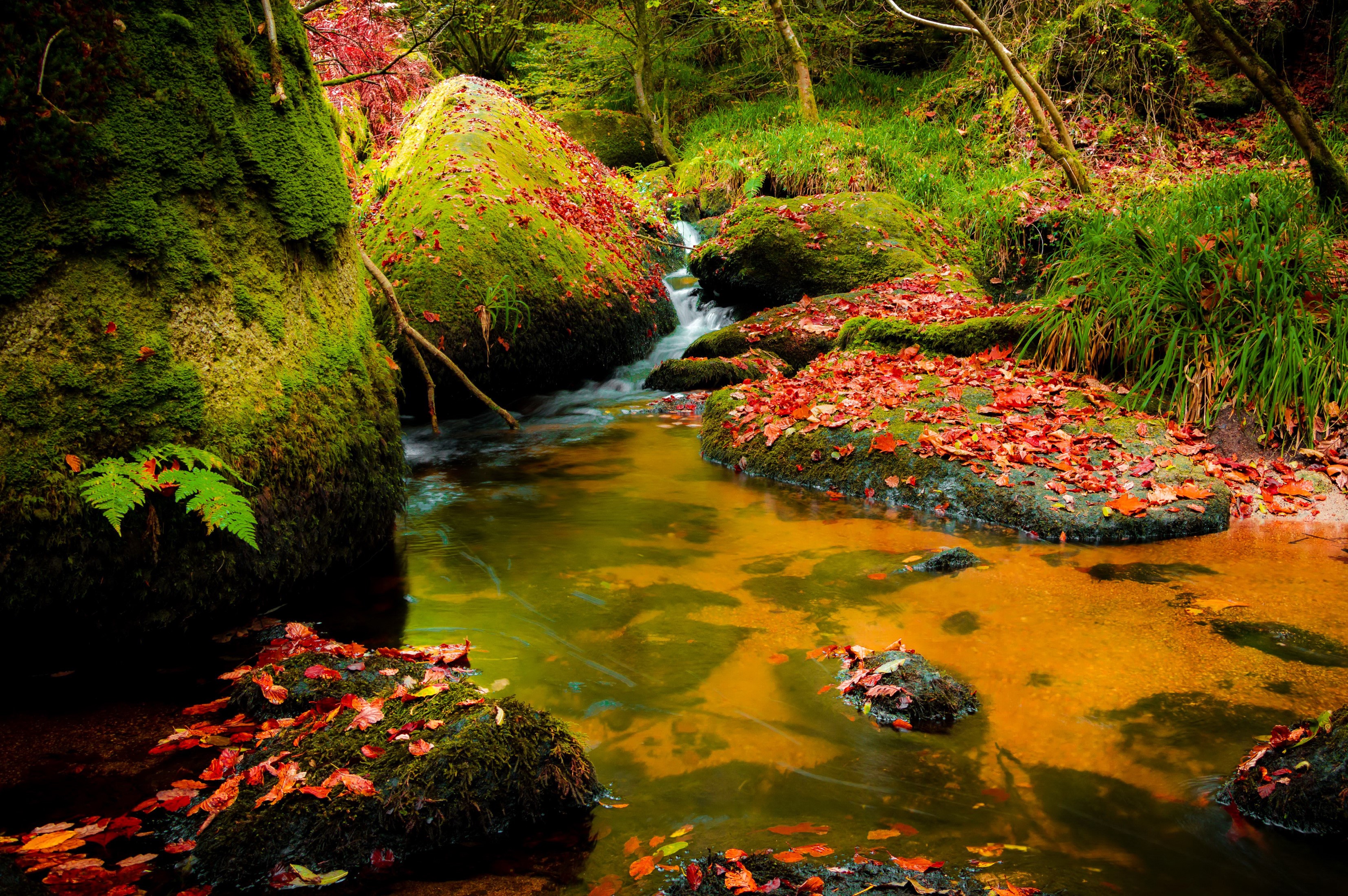 Mossy Rocks and Autumn Leaves in a Forest Stream HD Wallpaper