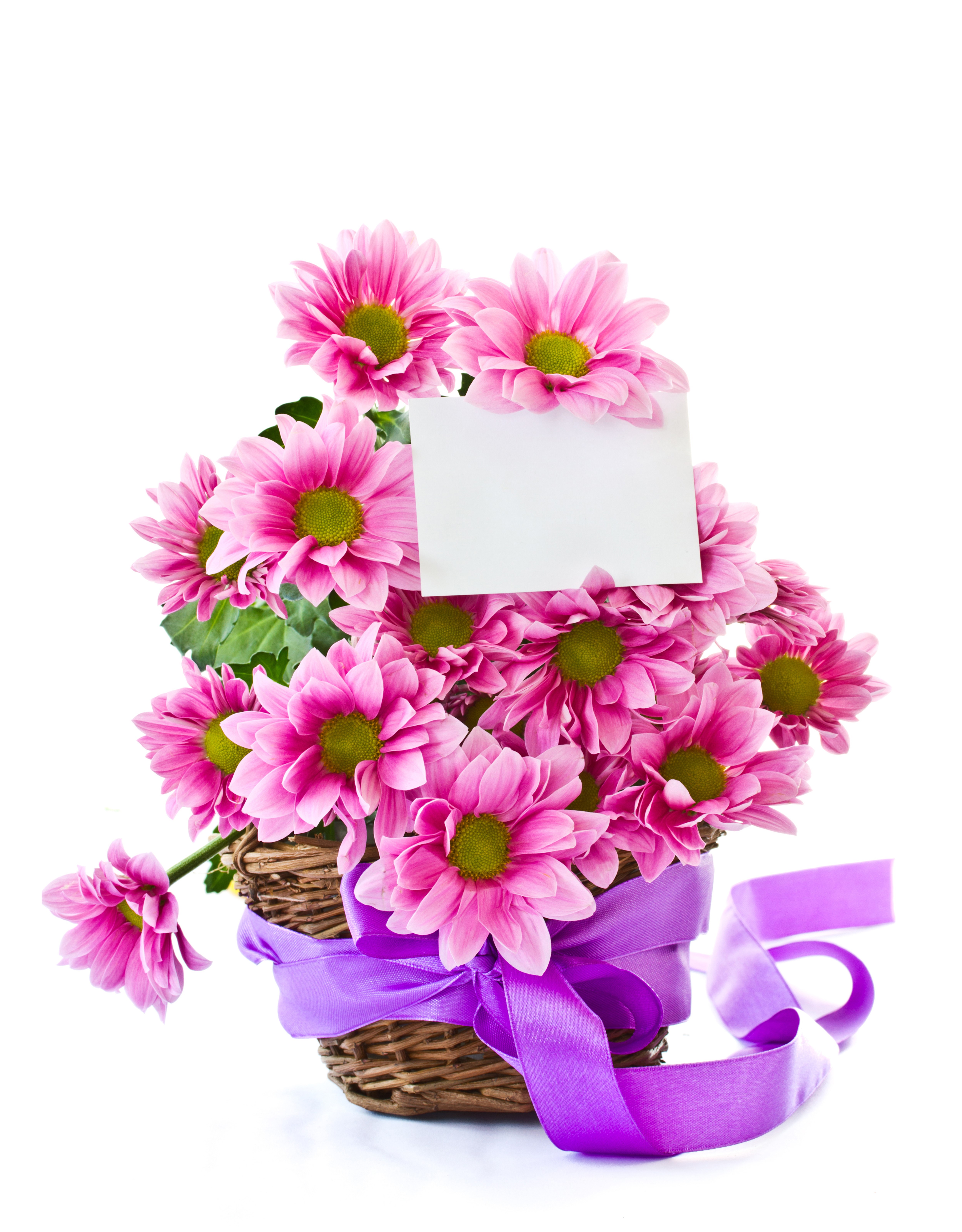 Pink Chrysanthemums in Wicker Basket with Ribbon HD Phone Wallpaper