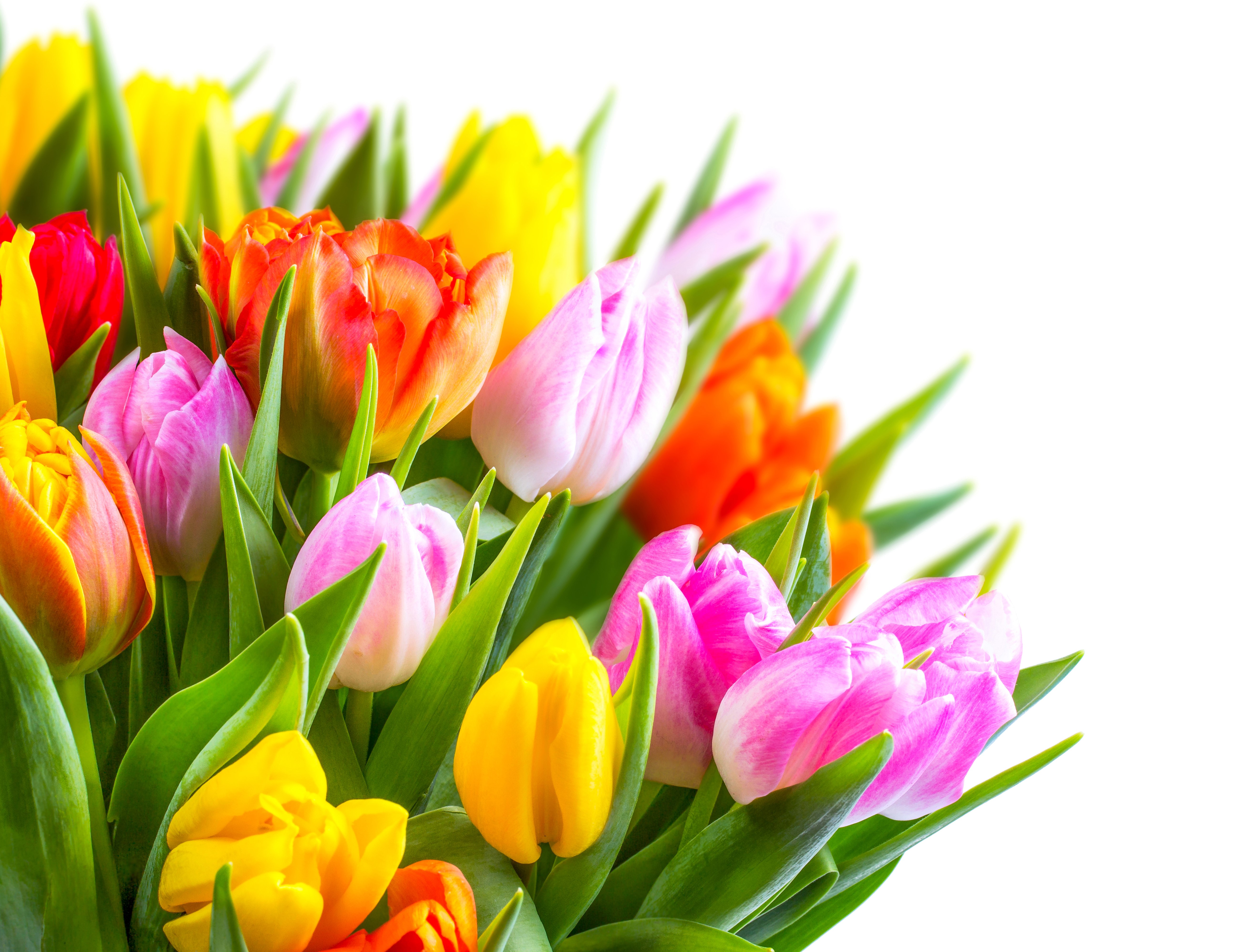 Tulips closeup on white background HD Wallpaper