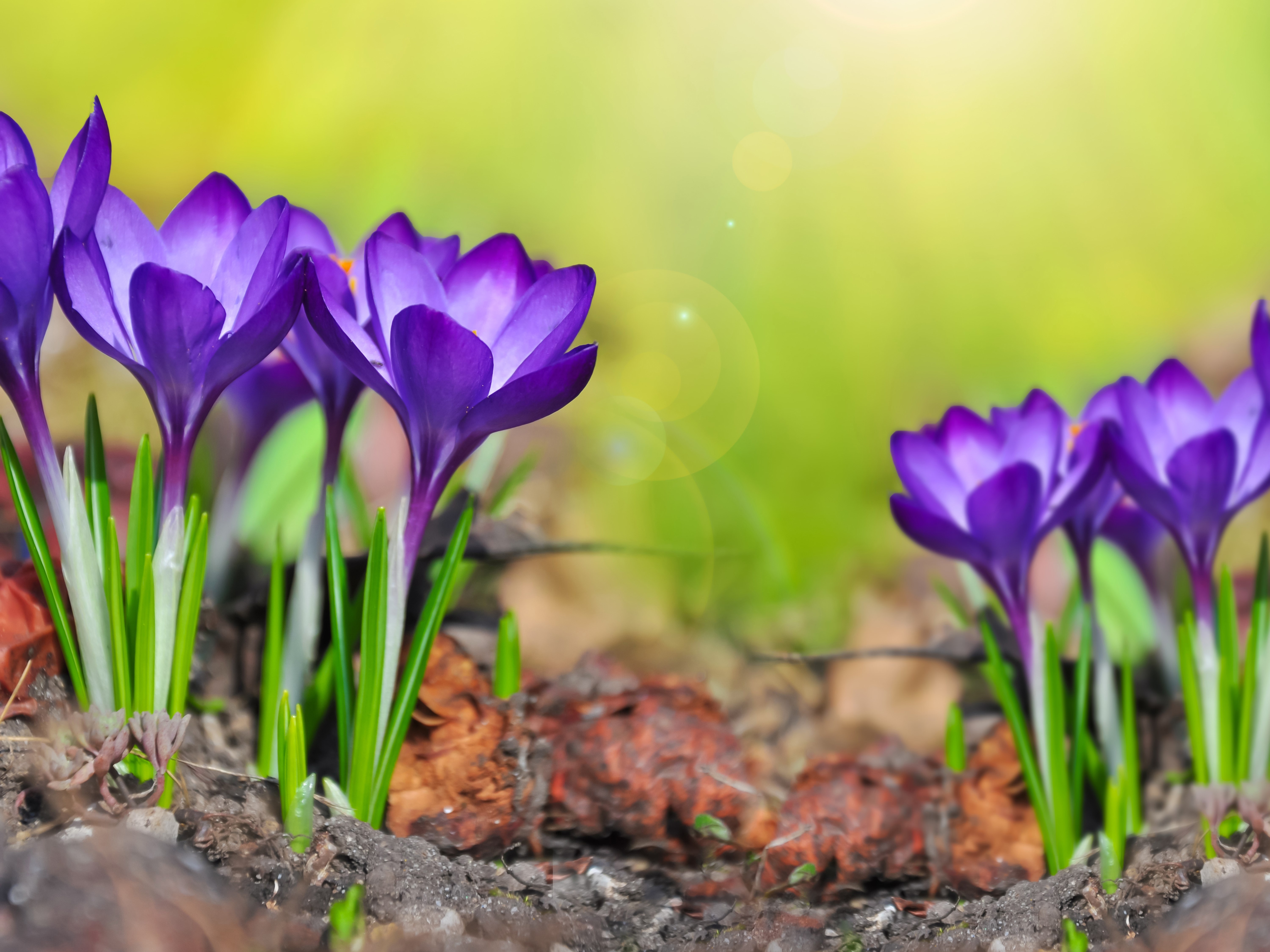 Purple Crocuses Blooming in Spring HD Wallpaper
