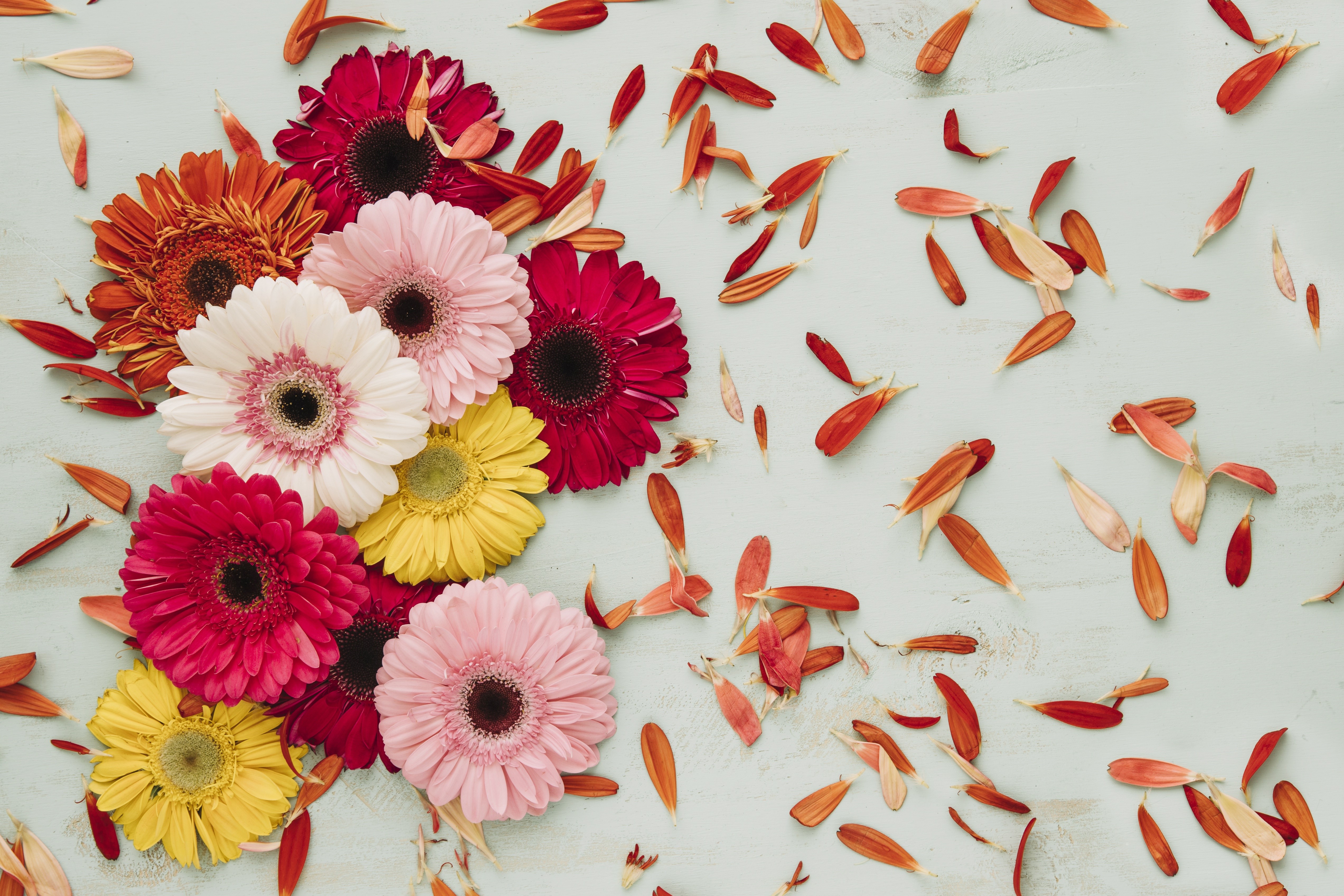 Gerberas and petals on a light blue background HD Wallpaper