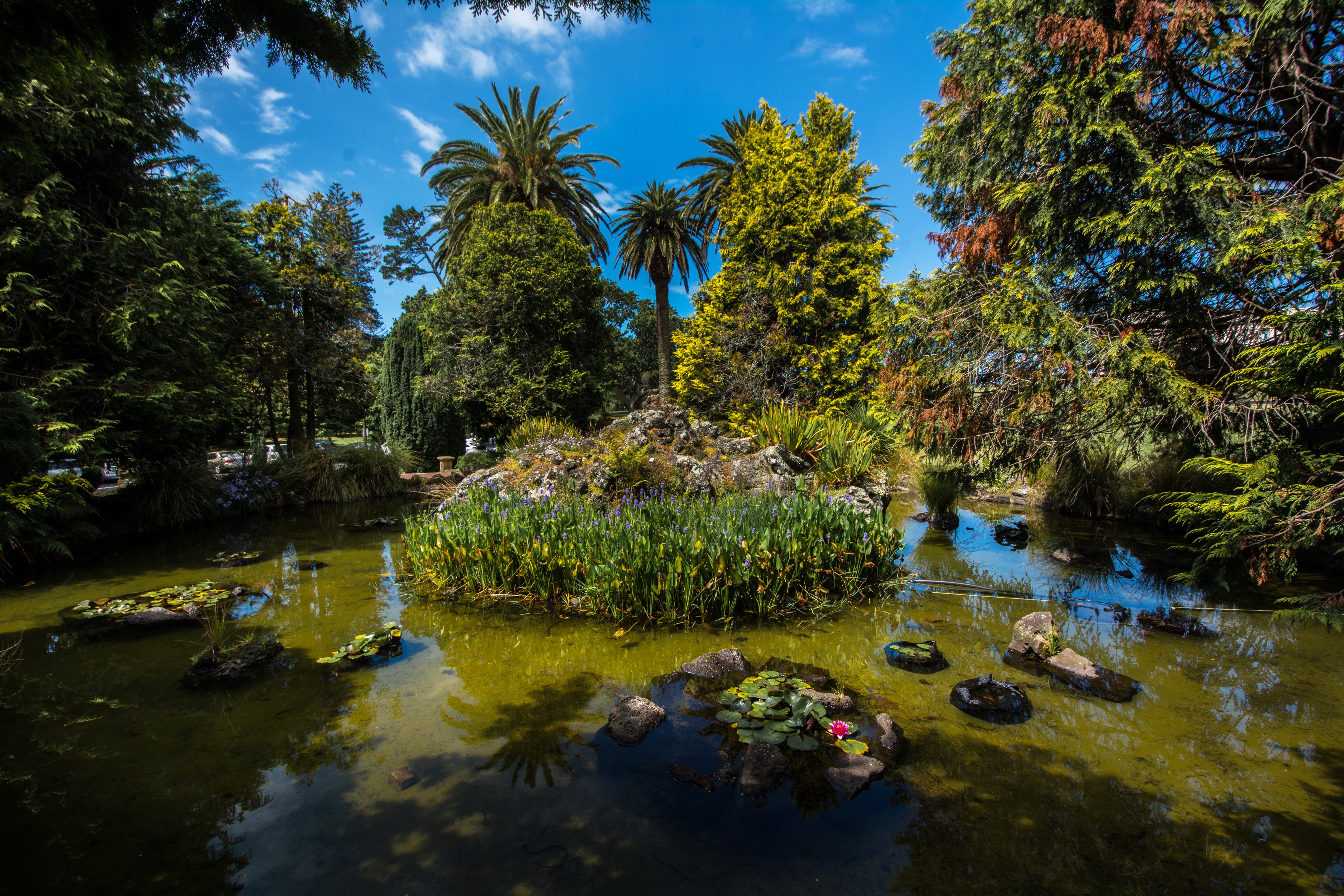 Auckland Domain Garden Pond with Palm Trees and Rocks HD Wallpaper