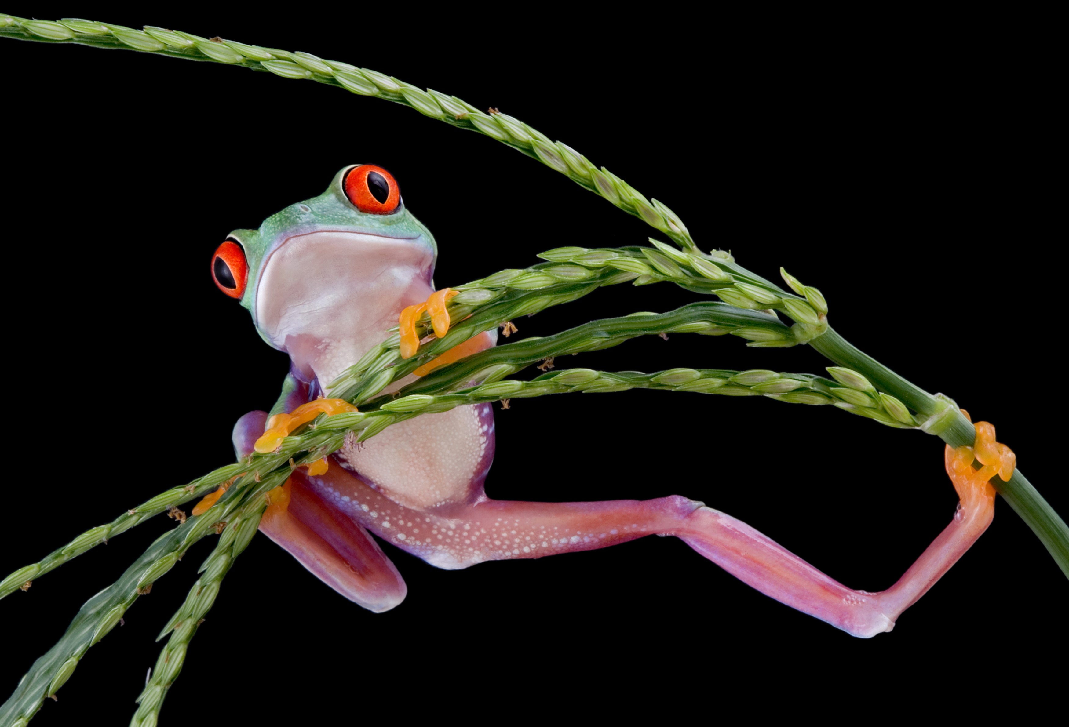Red-eyed tree frog clinging to a plant stem HD Wallpaper