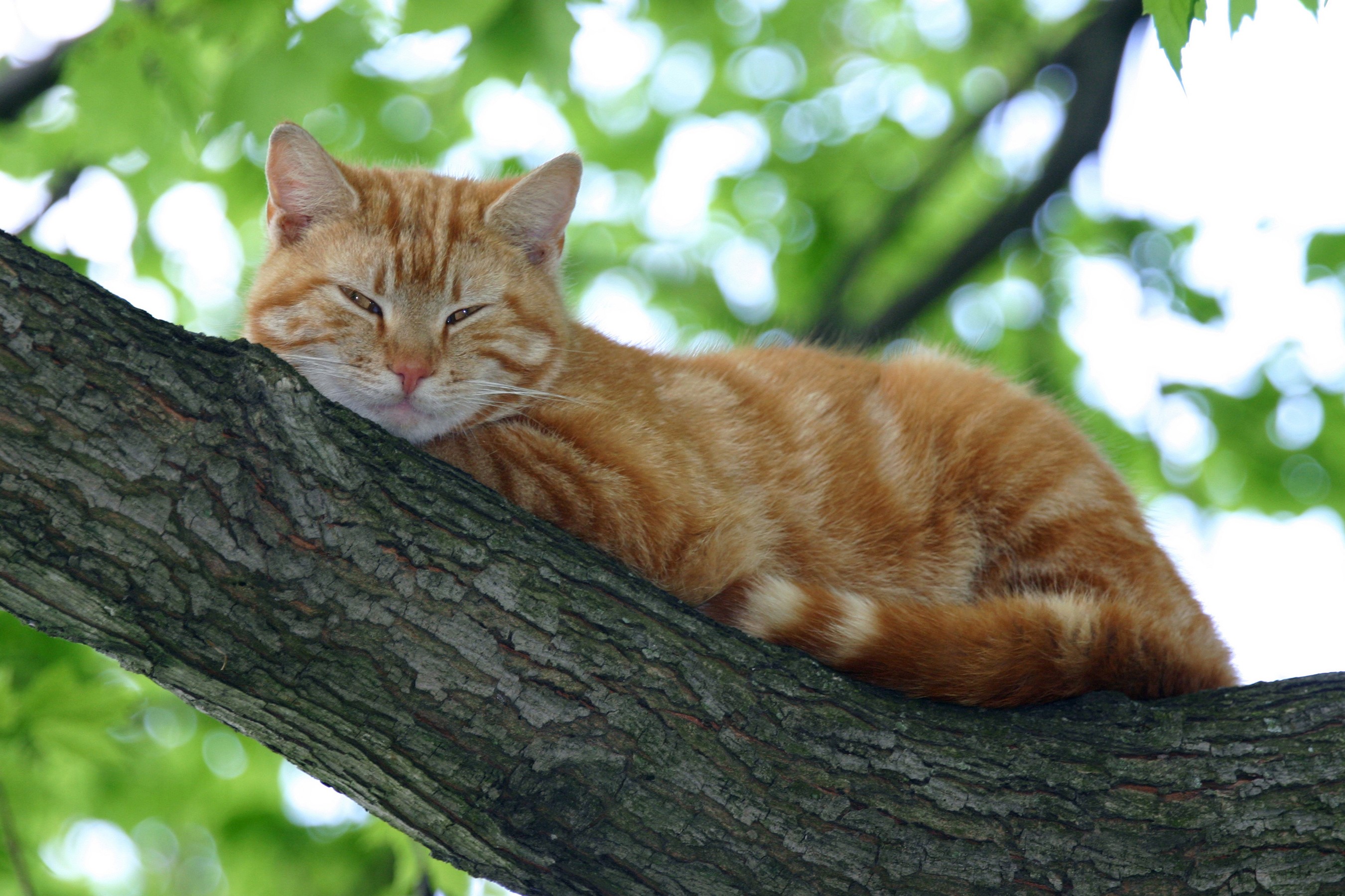 Ginger cat resting on a tree branch HD Wallpaper