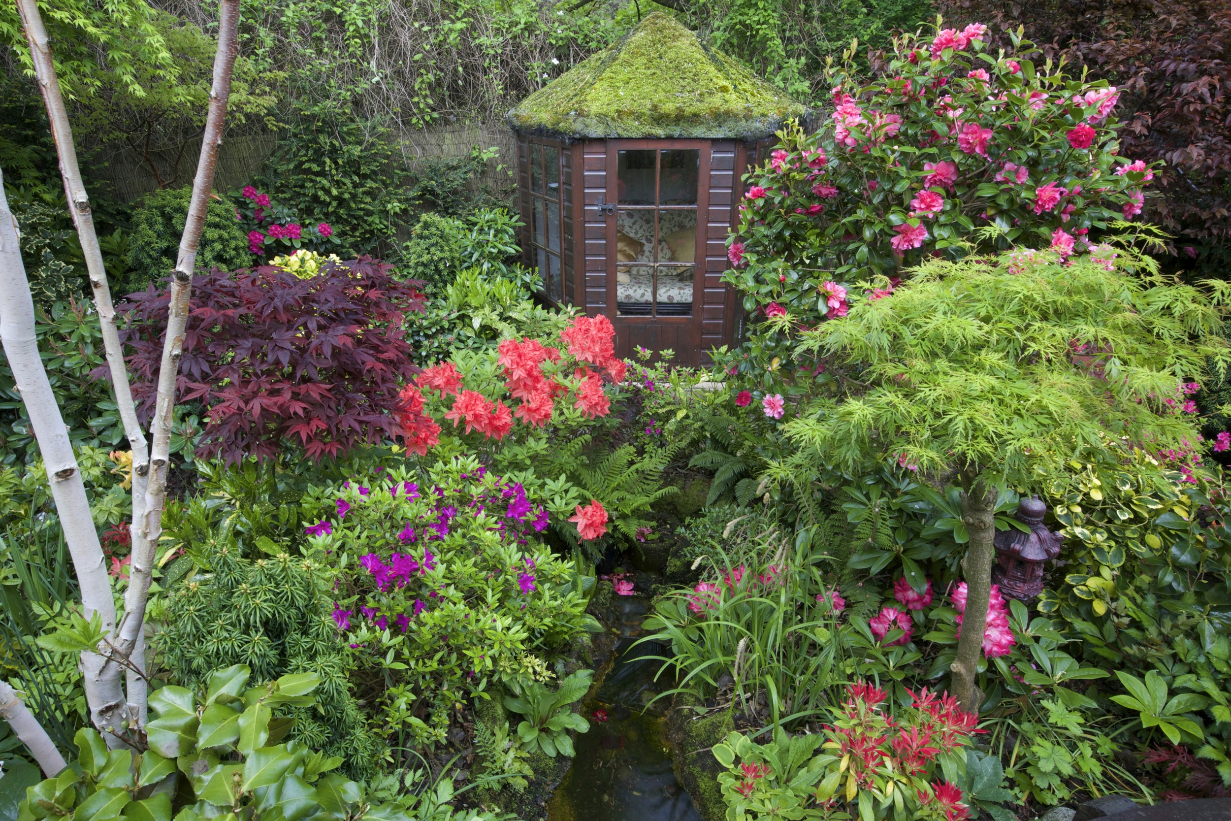 English garden with a moss-covered gazebo and blooming rhododendrons HD Wallpaper