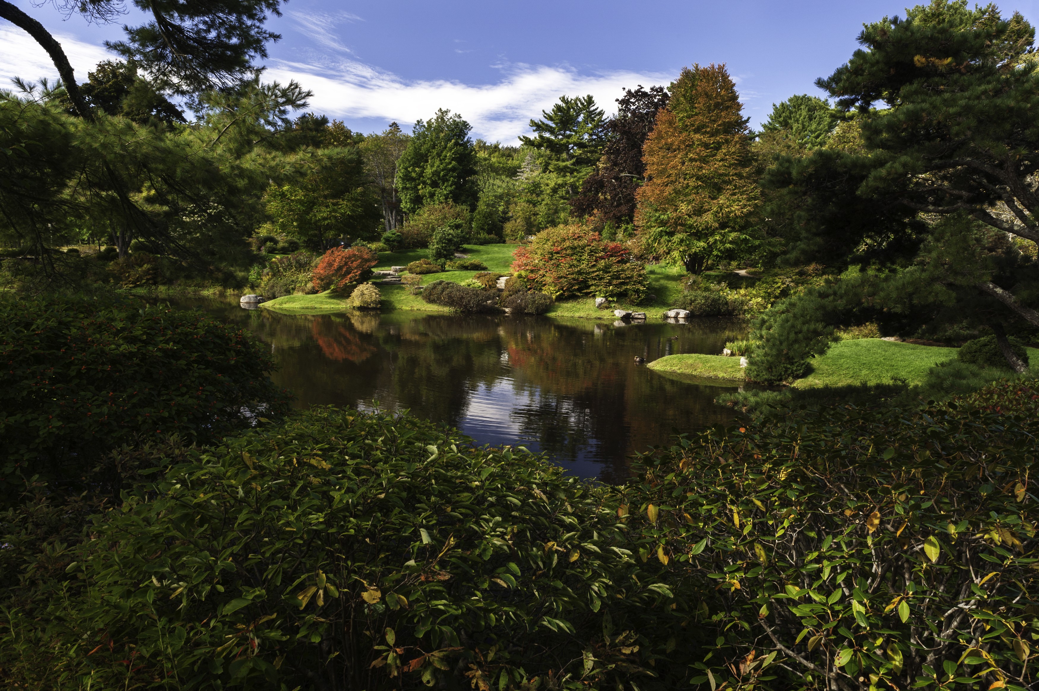 Asticou Azalea Garden Pond with Trees and Shrubs HD Wallpaper