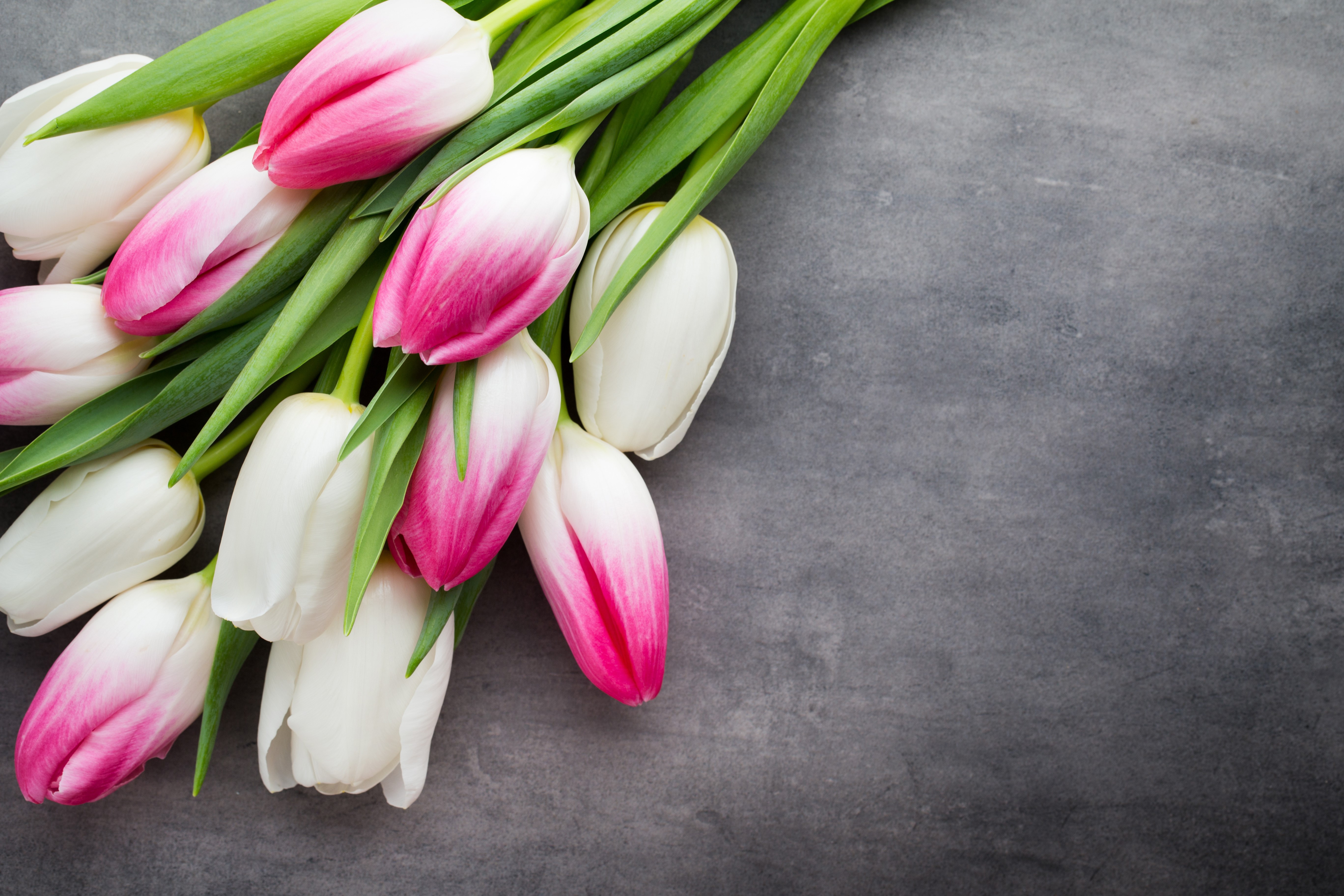 Pink and white tulips on a gray background HD Wallpaper