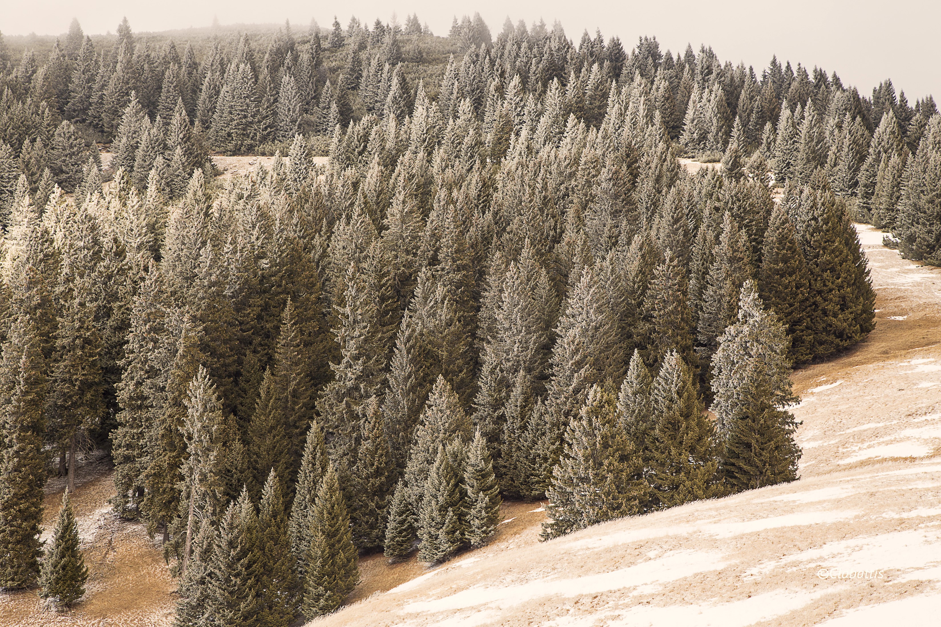 Winter forest in Alta Badia, Italy HD Wallpaper