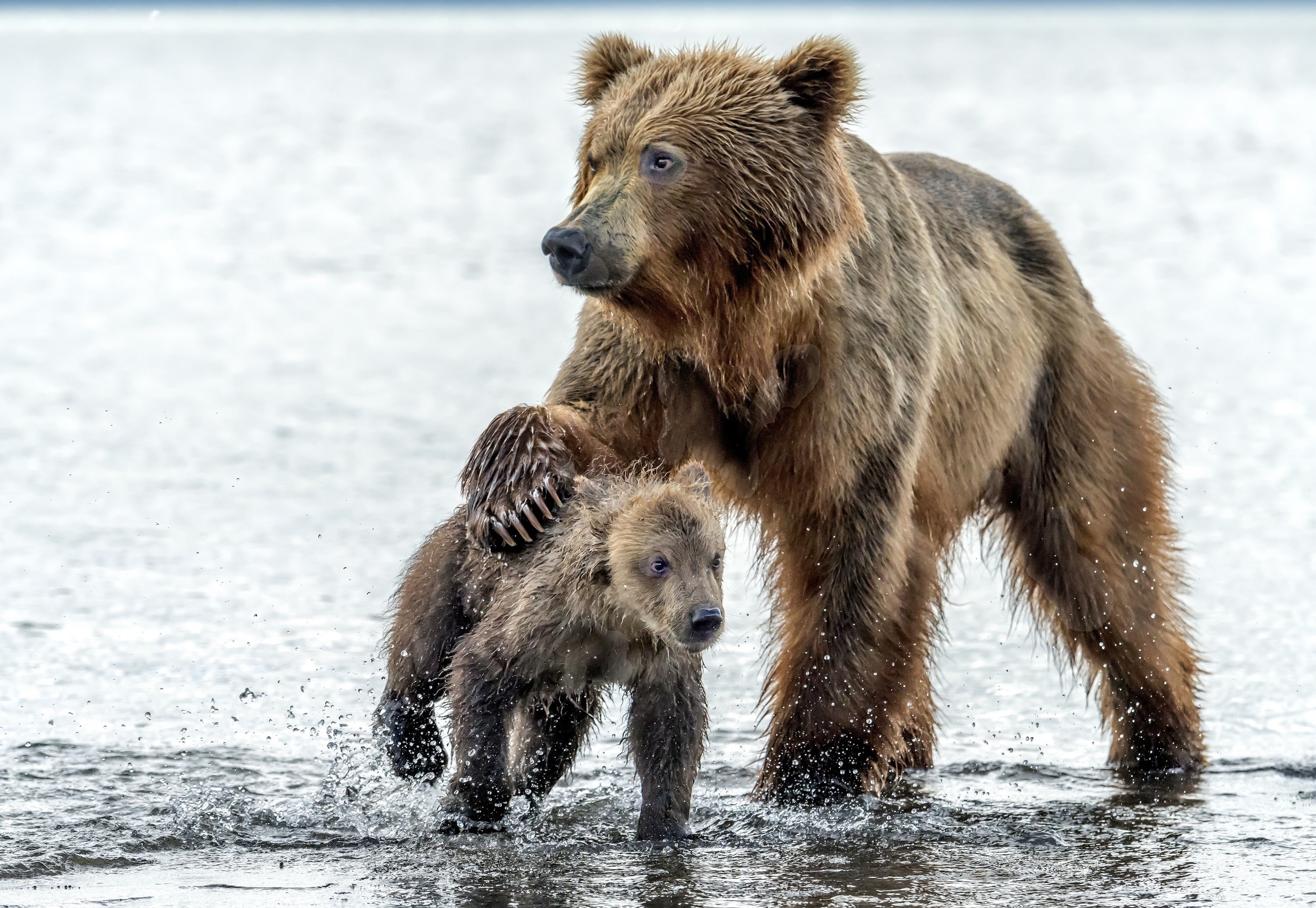Mother Brown Bear and Cub in Water HD Wallpaper
