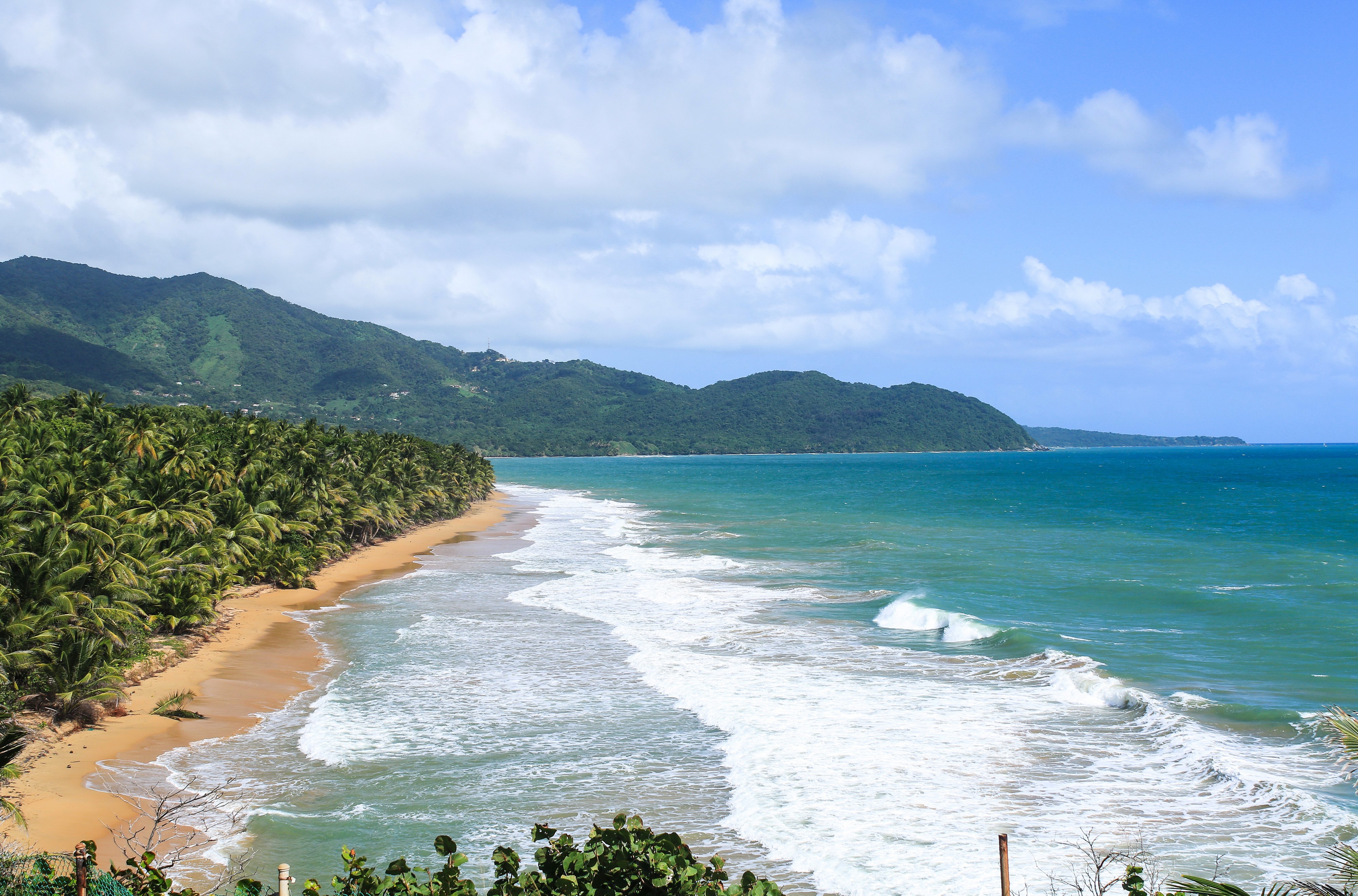 4K Puerto Rico Tropics Coast with Palm Trees and Waves HD Wallpaper