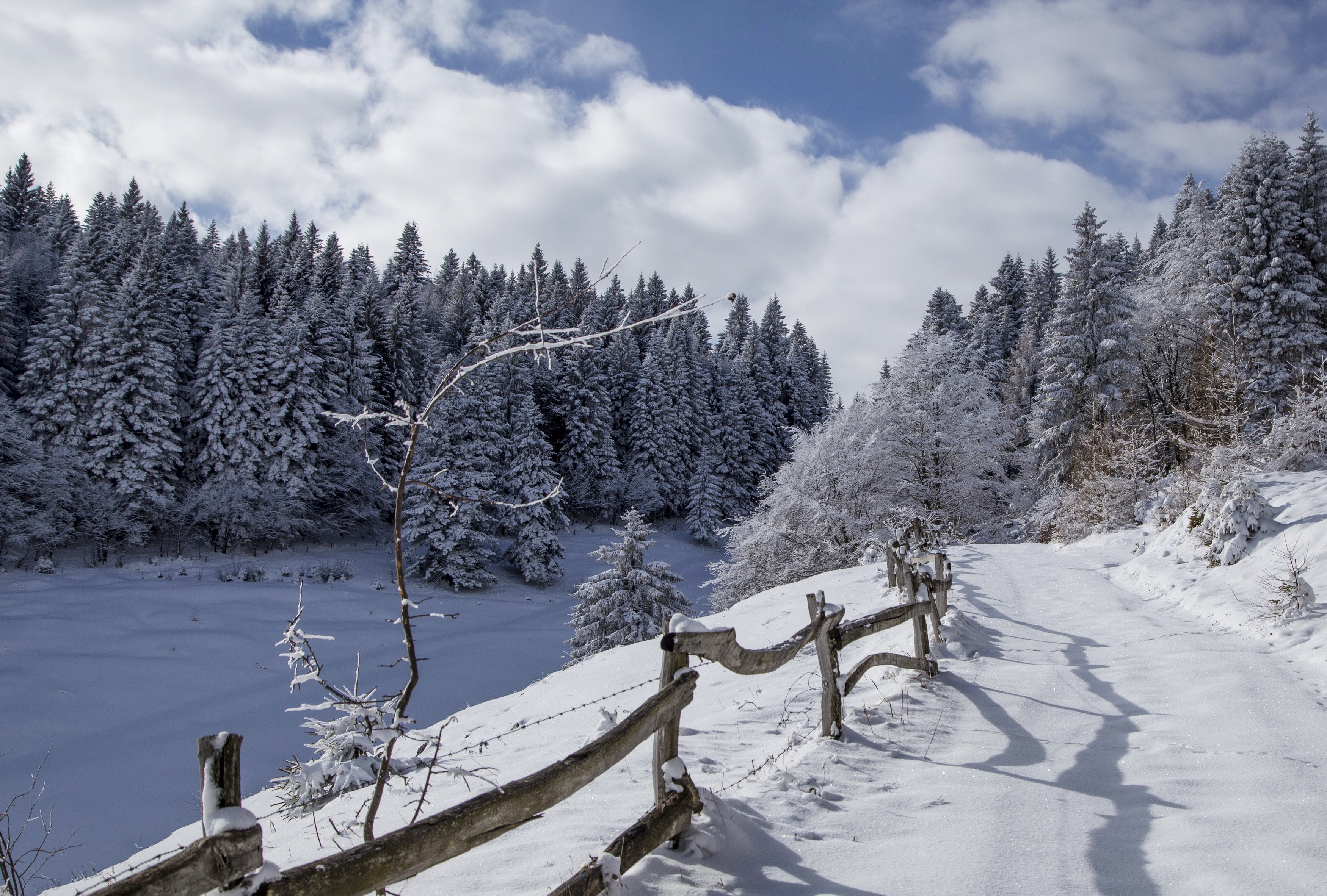 Snowy road through a winter forest with a wooden fence HD Wallpaper