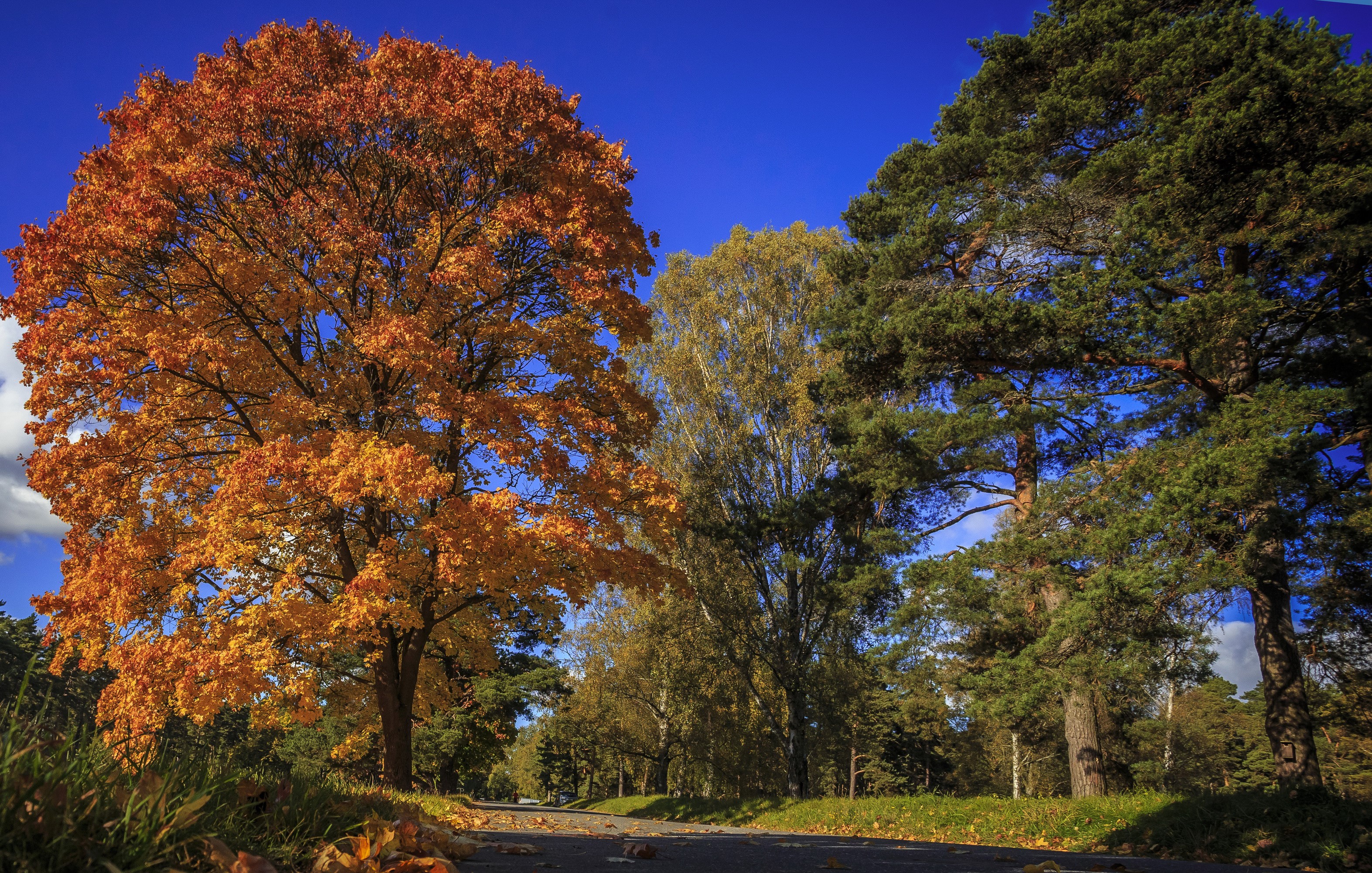 Autumn trees line a road with fallen leaves HD Wallpaper