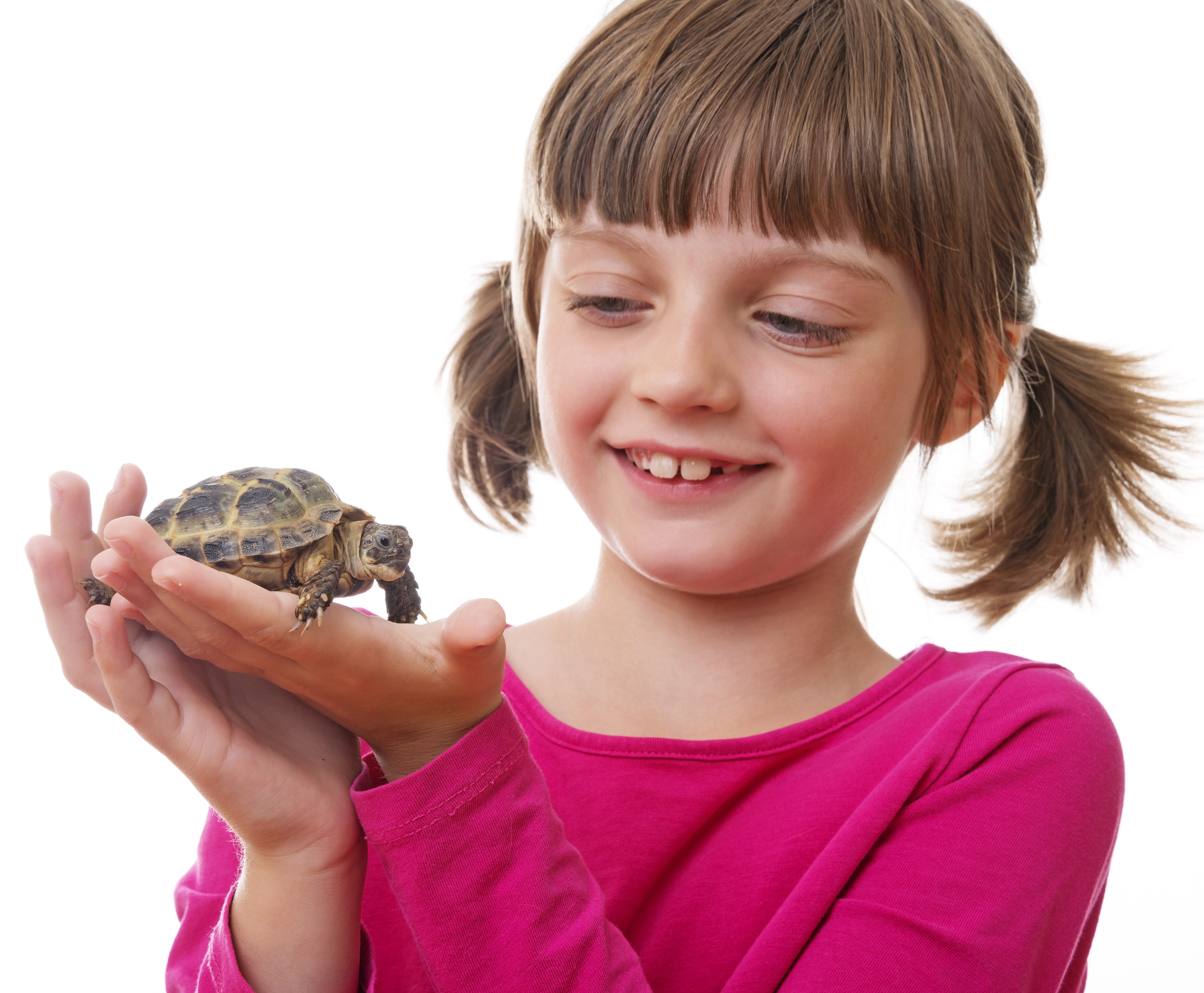 Girl holding a small turtle HD Wallpaper