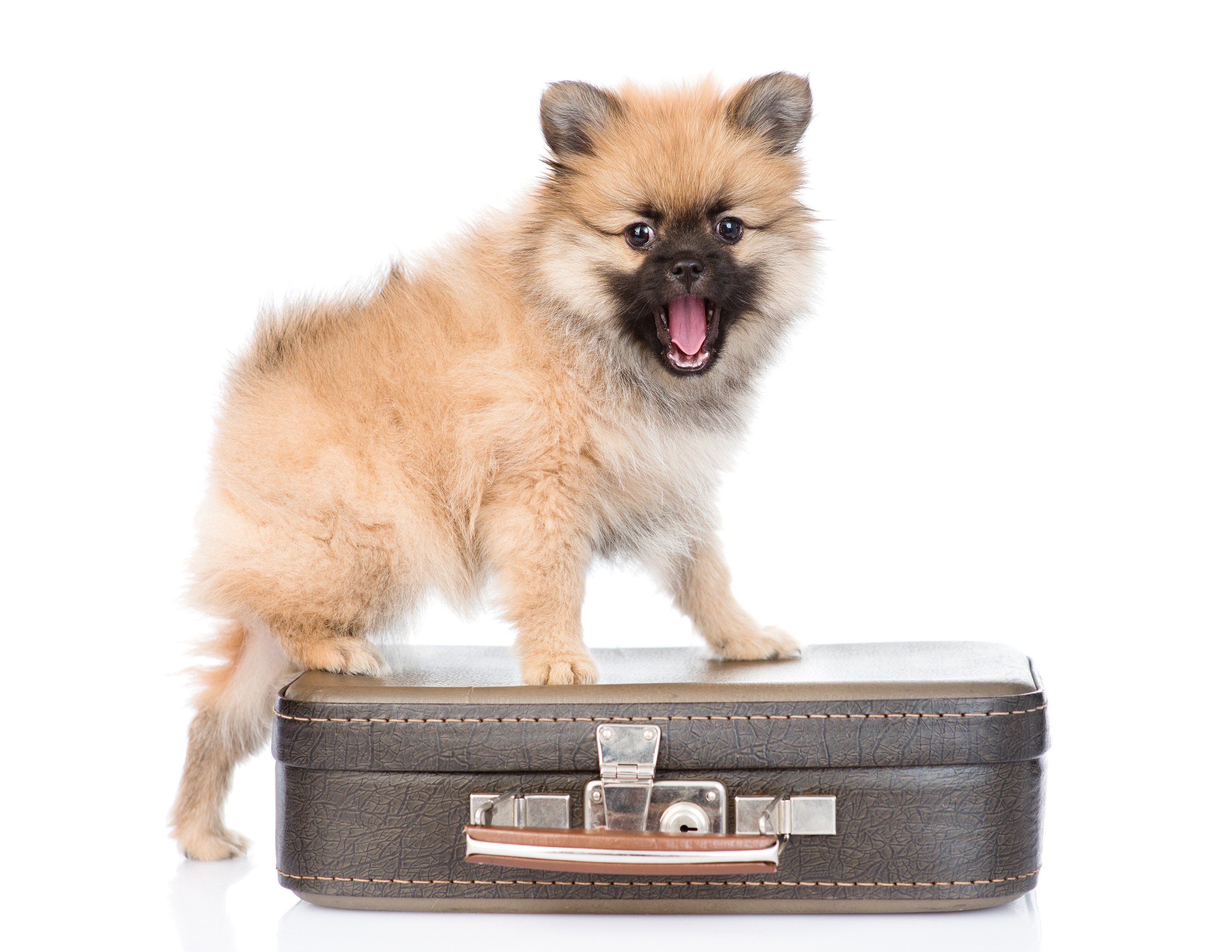 Pomeranian puppy on a suitcase HD Wallpaper