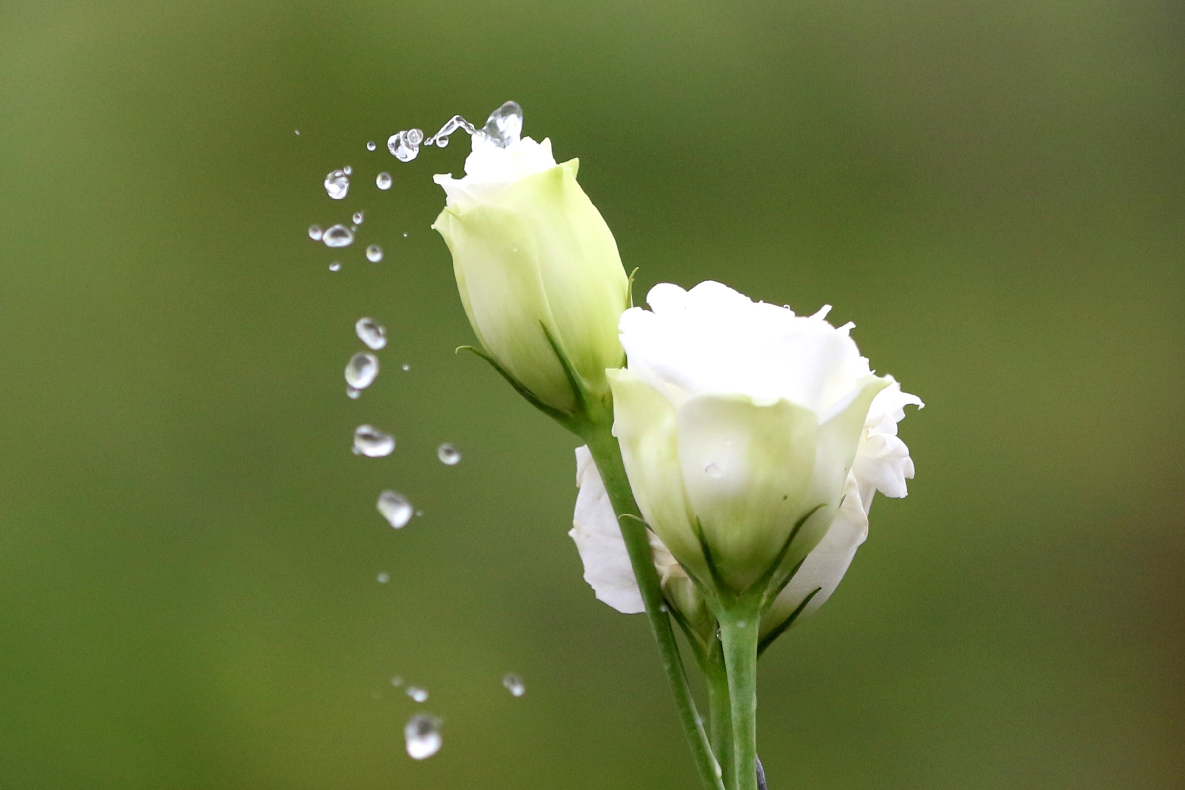 White Eustoma flowers with water drops HD Wallpaper