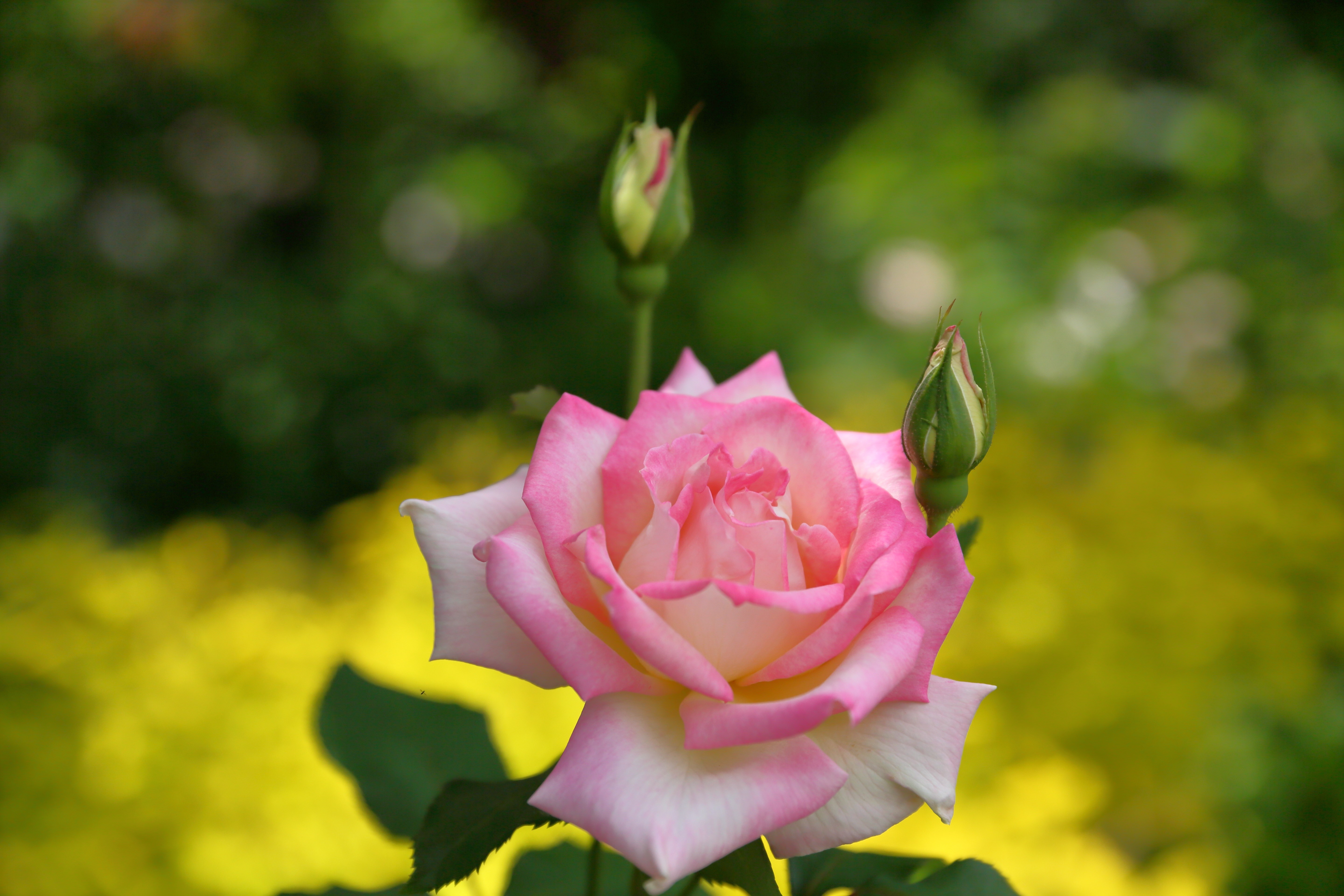 Pink and white rose with buds HD Wallpaper