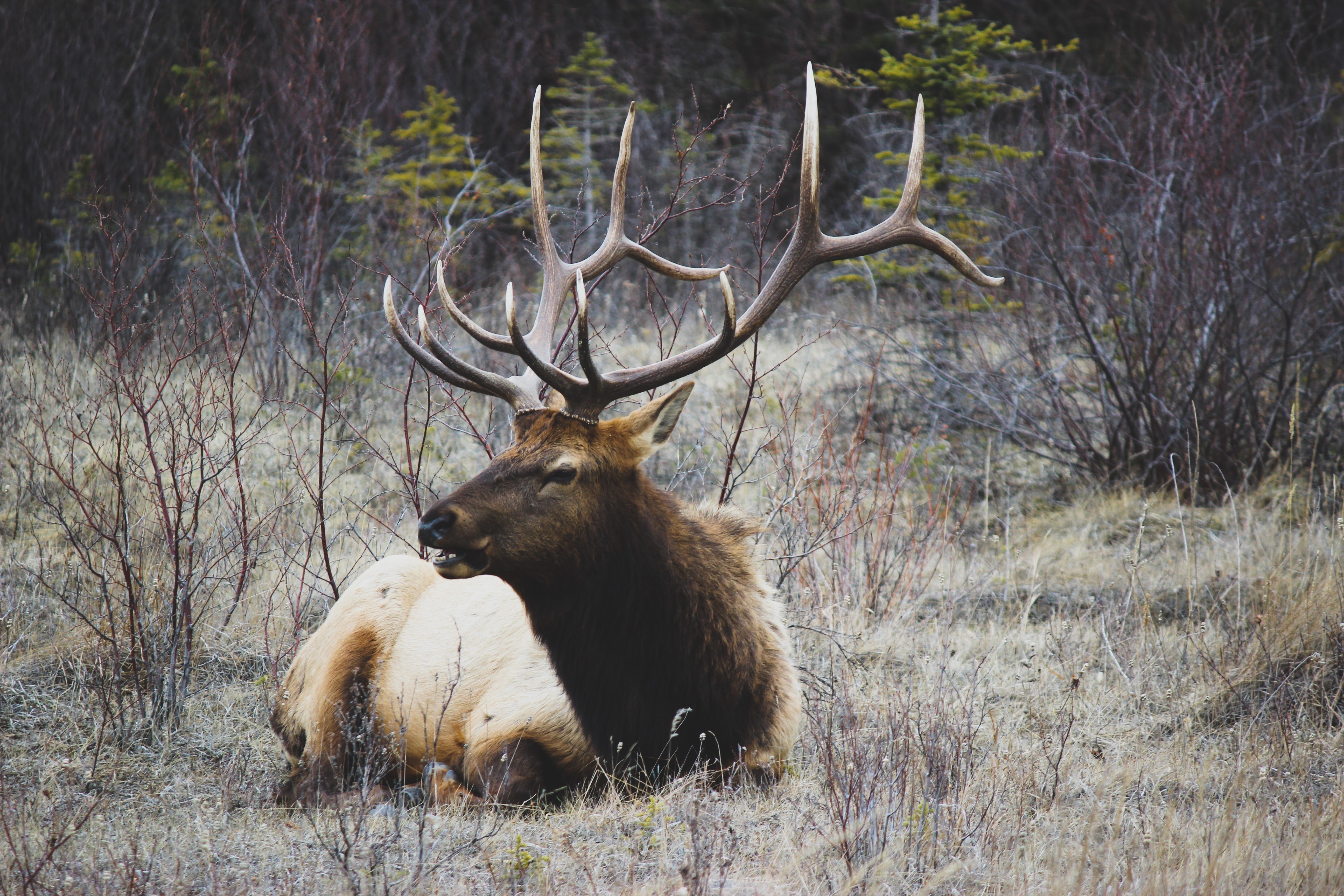 Elk with large antlers resting in a field HD Wallpaper