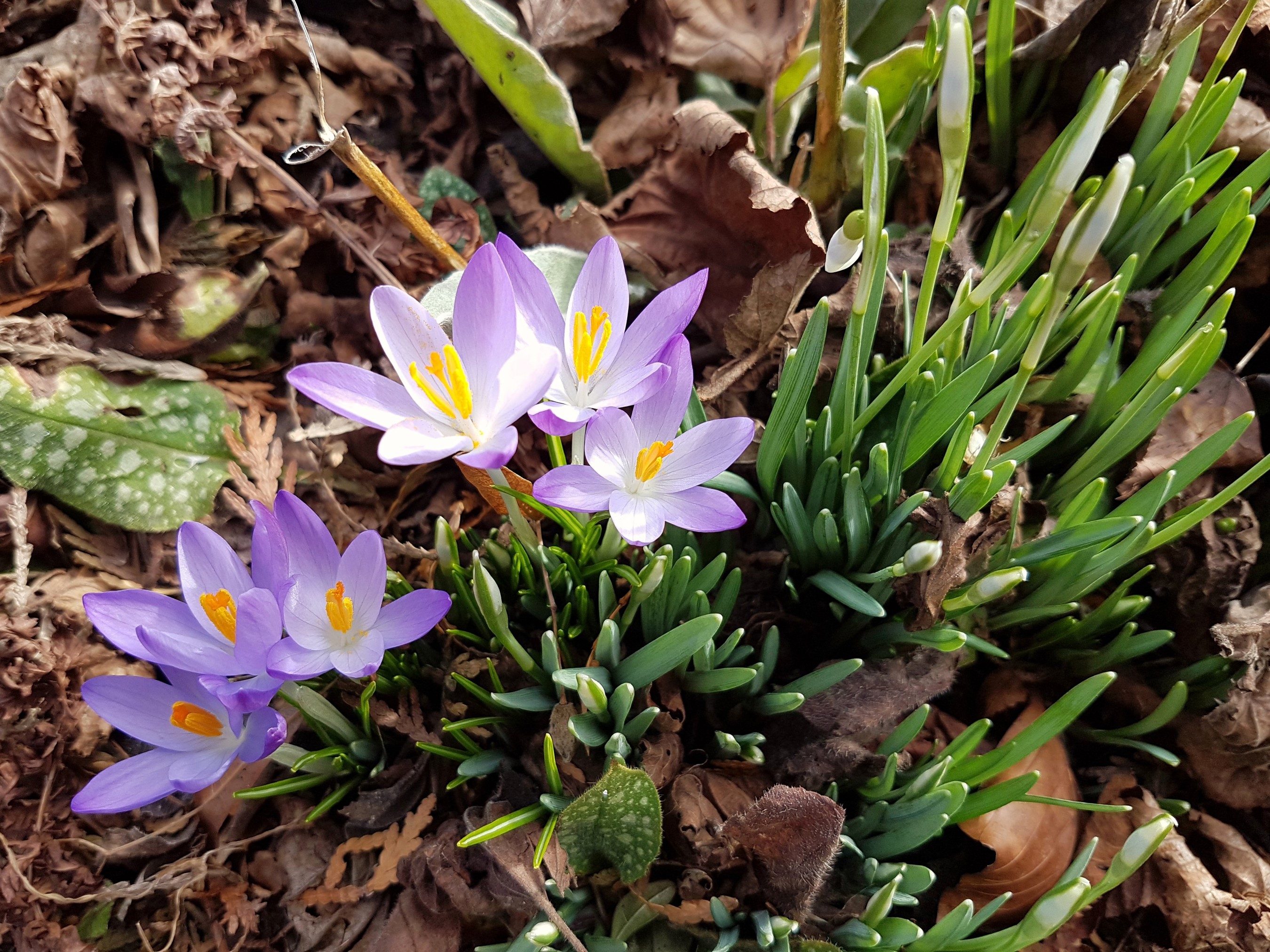 Purple crocuses and snowdrop buds in the garden HD Wallpaper