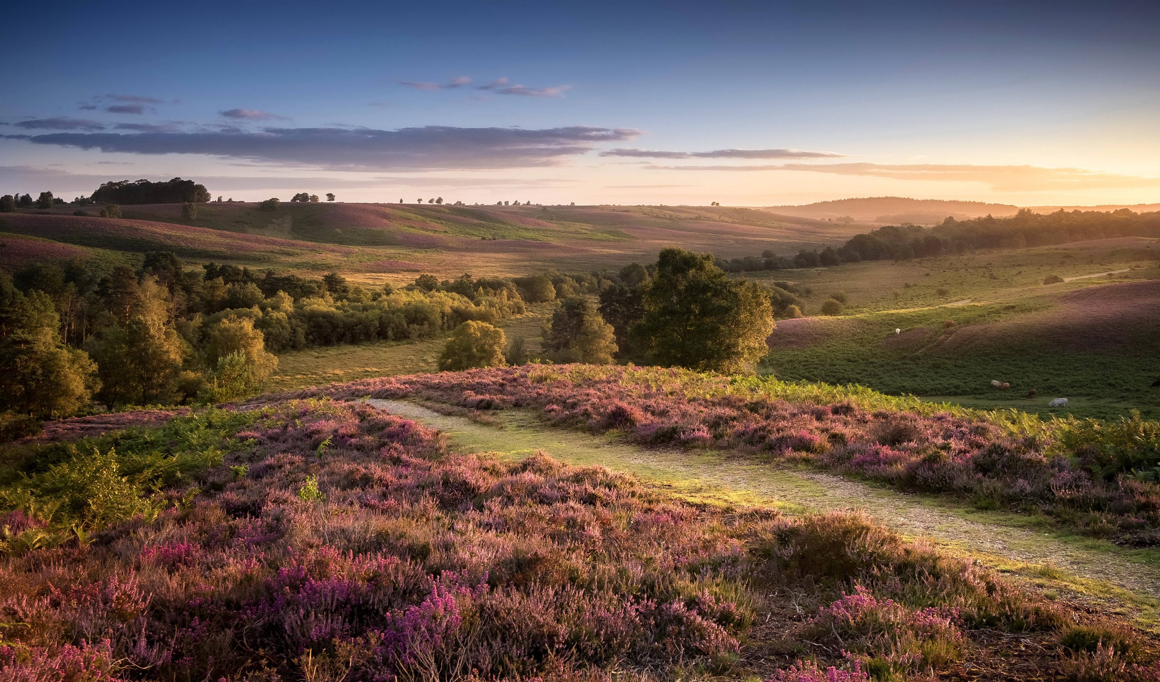Heather landscape at sunrise in Rockford Common, Hampshire, UK HD Wallpaper