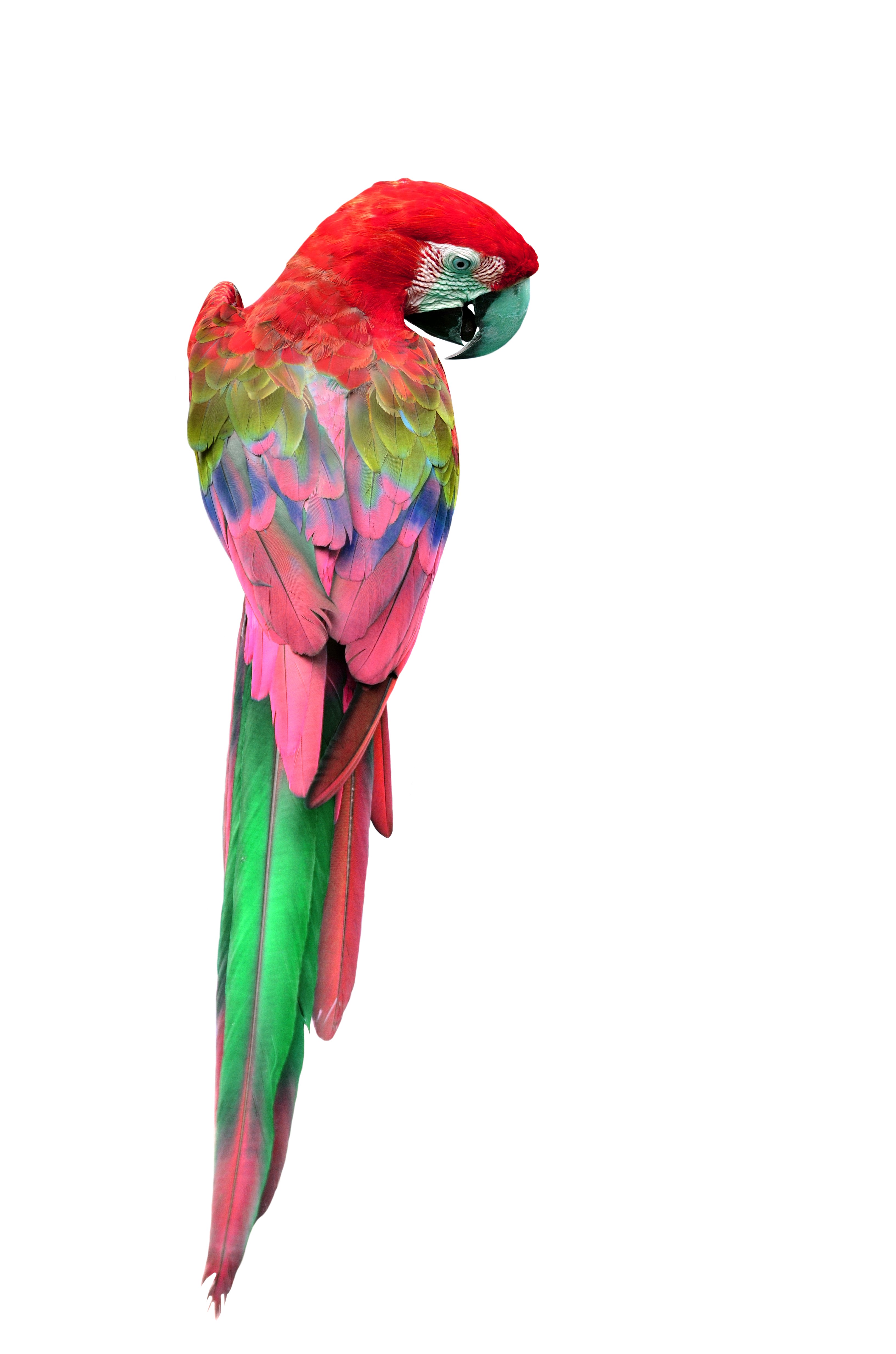 Green-winged macaw parrot on white background HD Phone Wallpaper