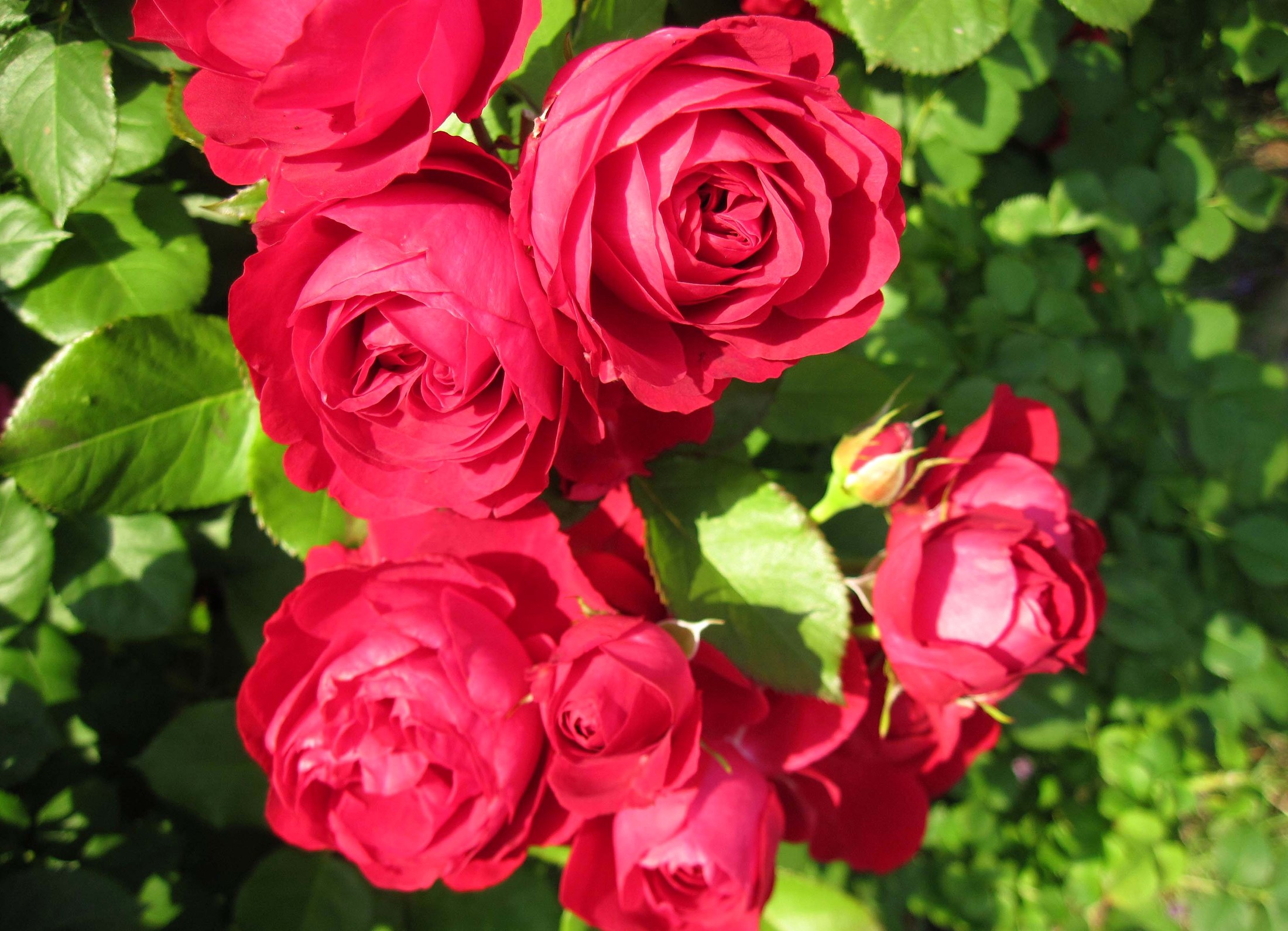 Close-up of red roses in bloom HD Wallpaper