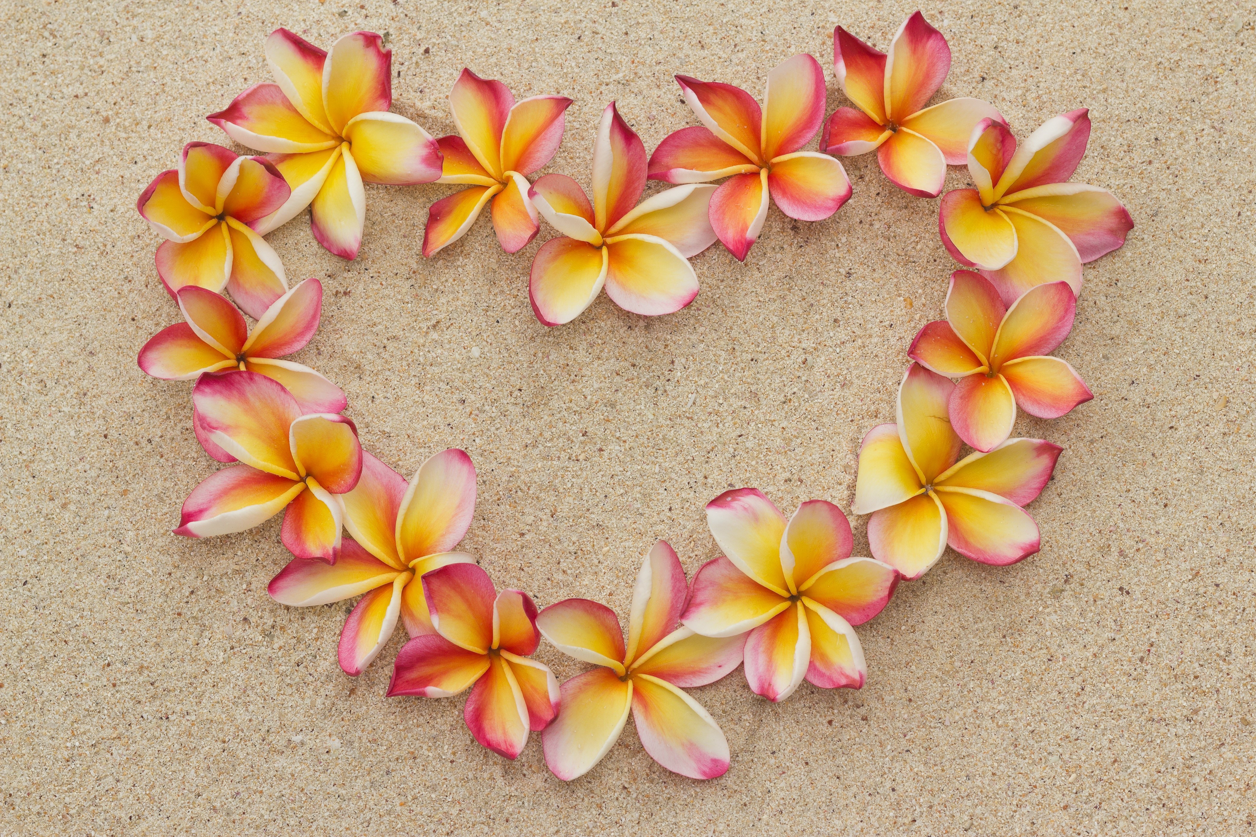 Plumeria flowers arranged in a heart shape on sand HD Wallpaper