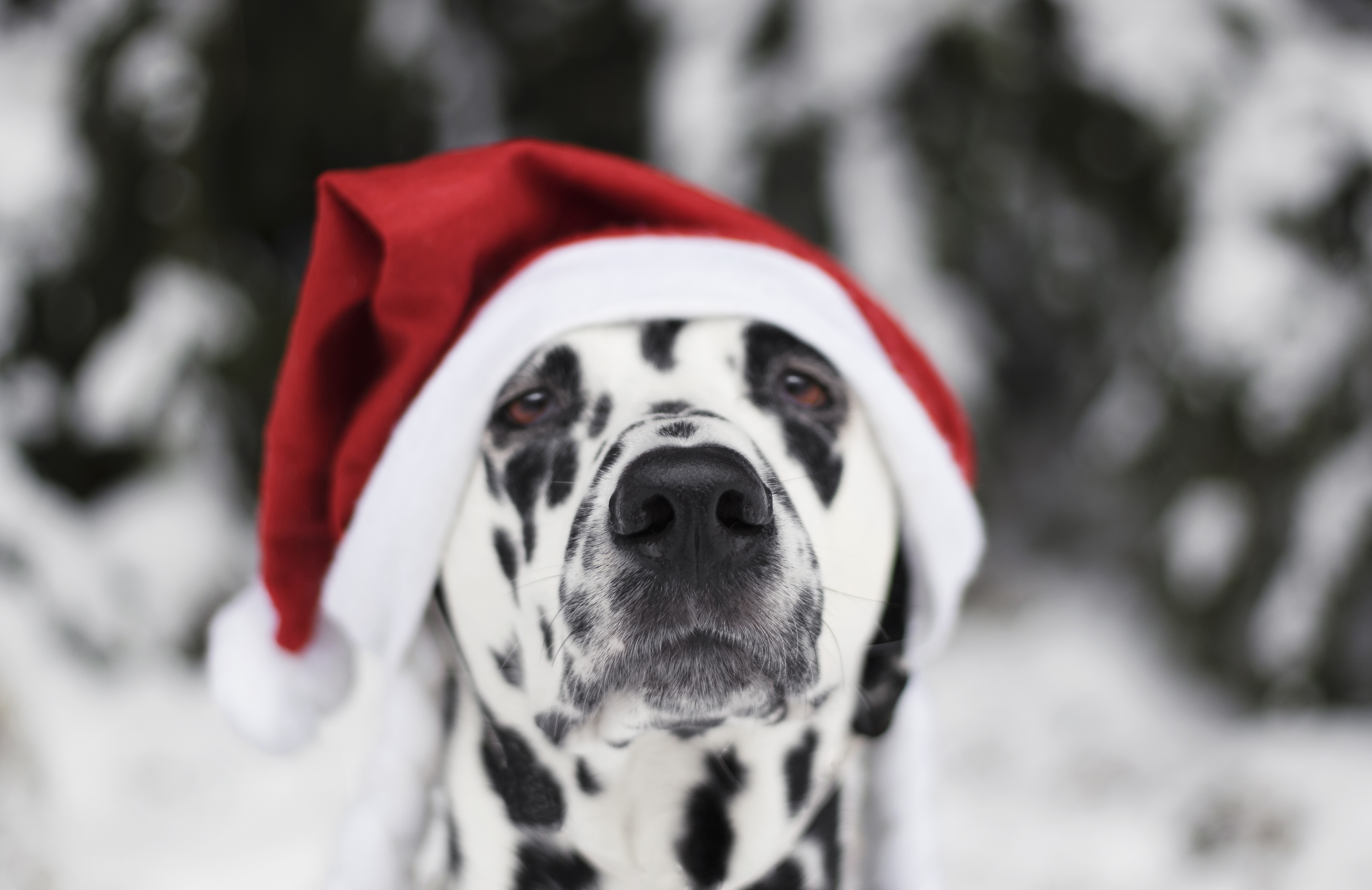 Dalmatian wearing a Santa hat in the snow HD Wallpaper