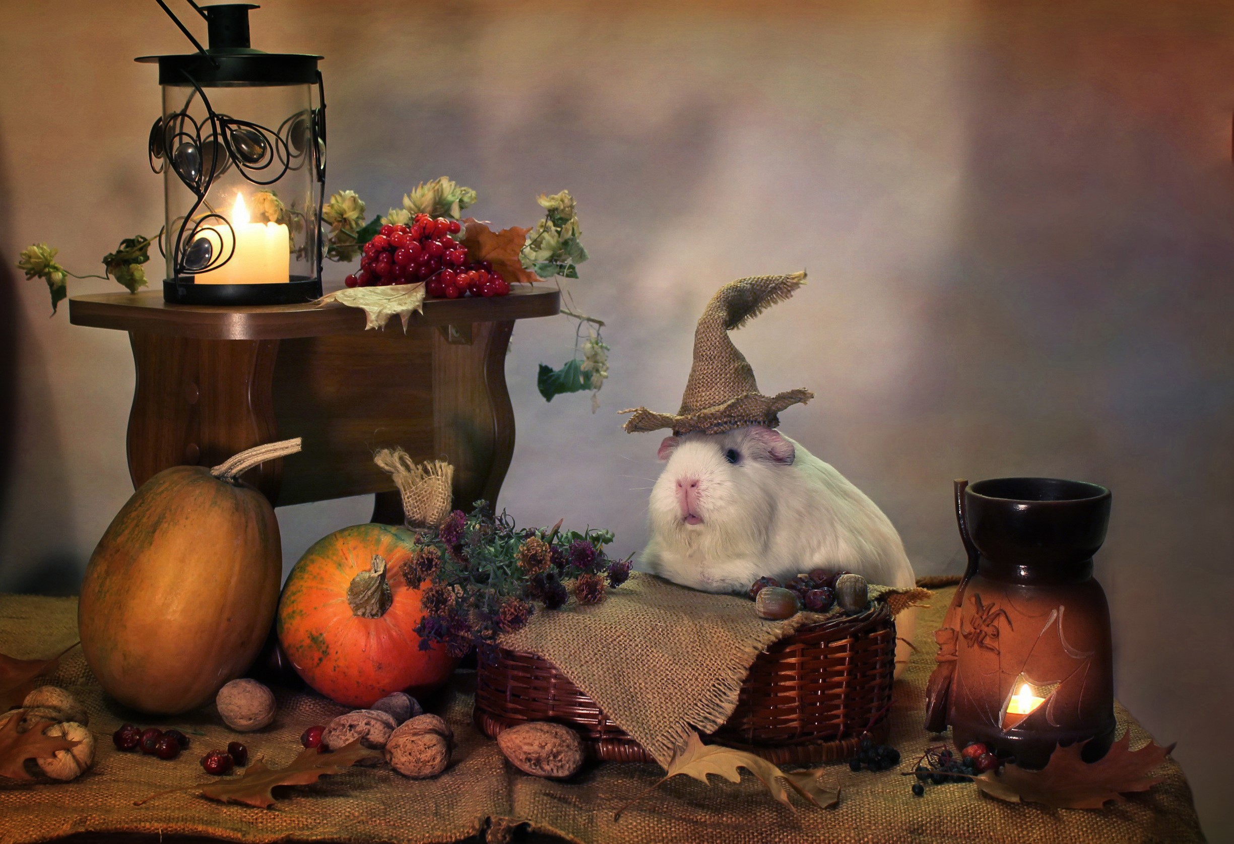 Guinea pig in witch hat with autumn harvest and lantern HD Wallpaper