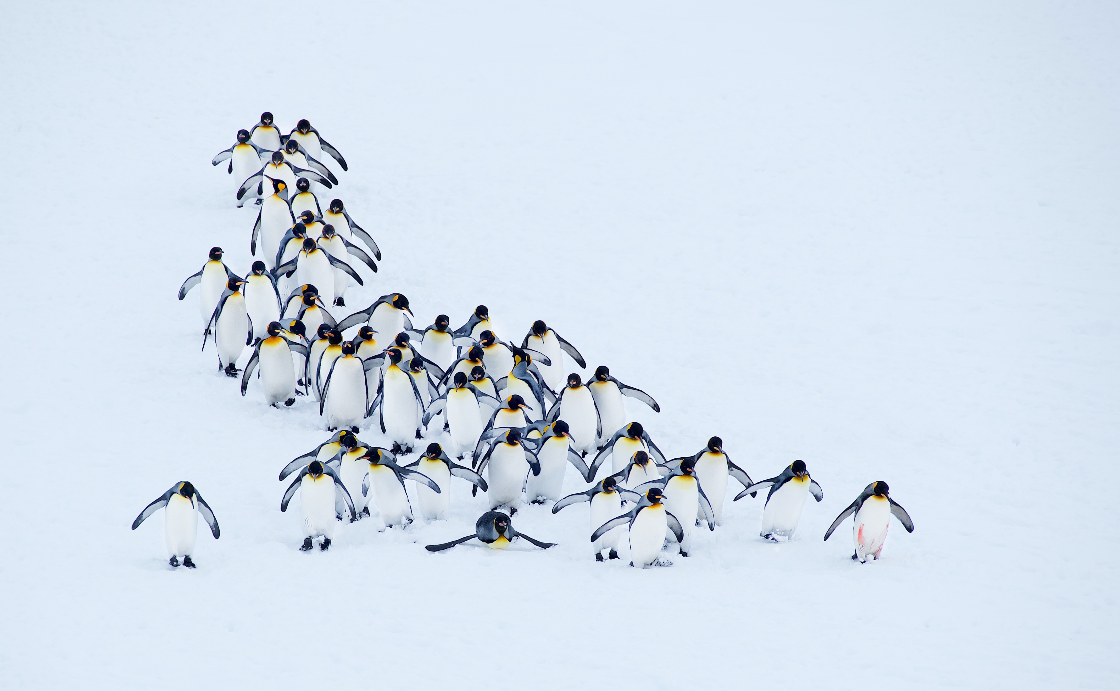 Many Penguins Walking in Snow HD Wallpaper