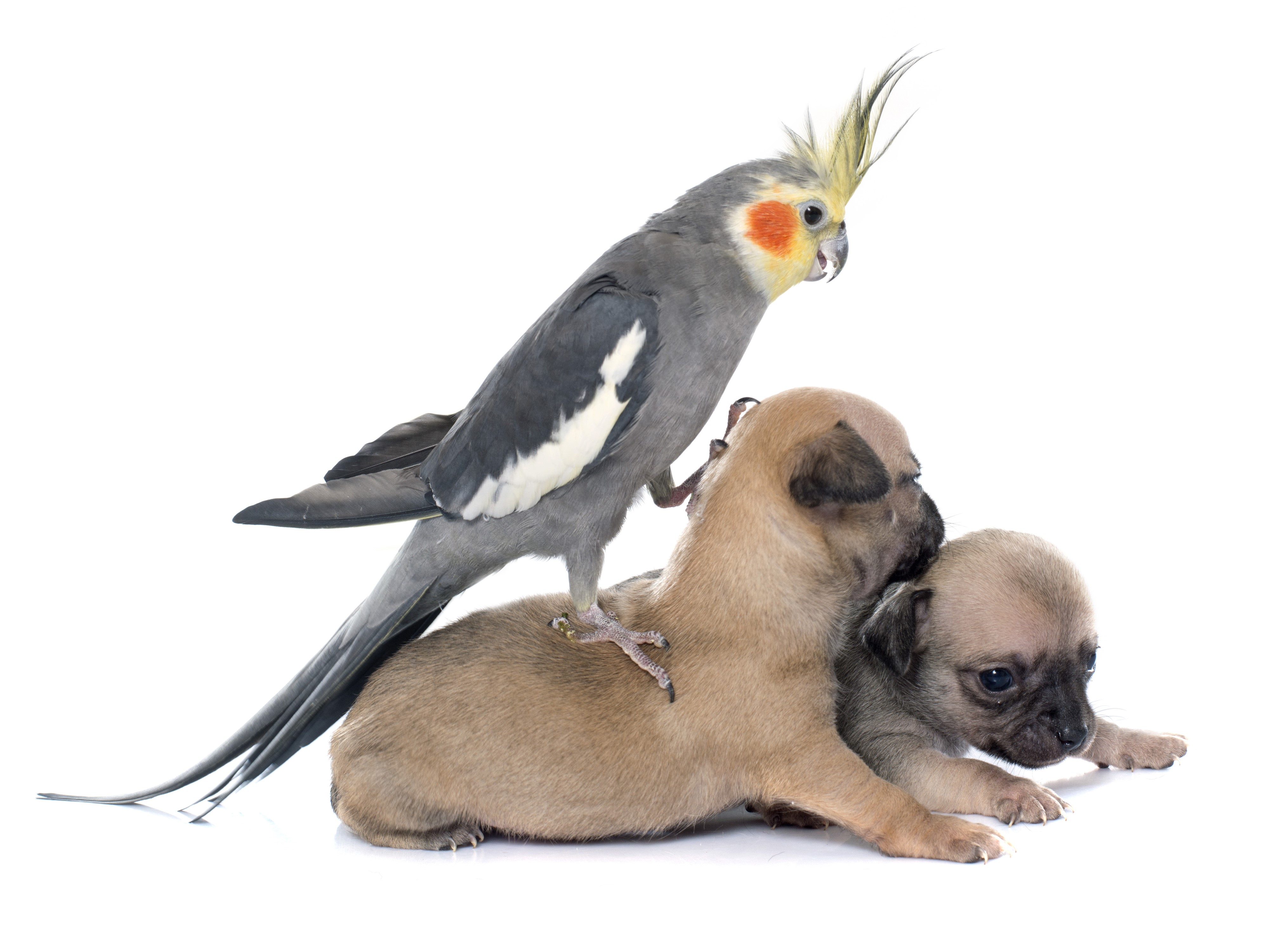 Cockatiel perched on two puppies on white background HD Wallpaper