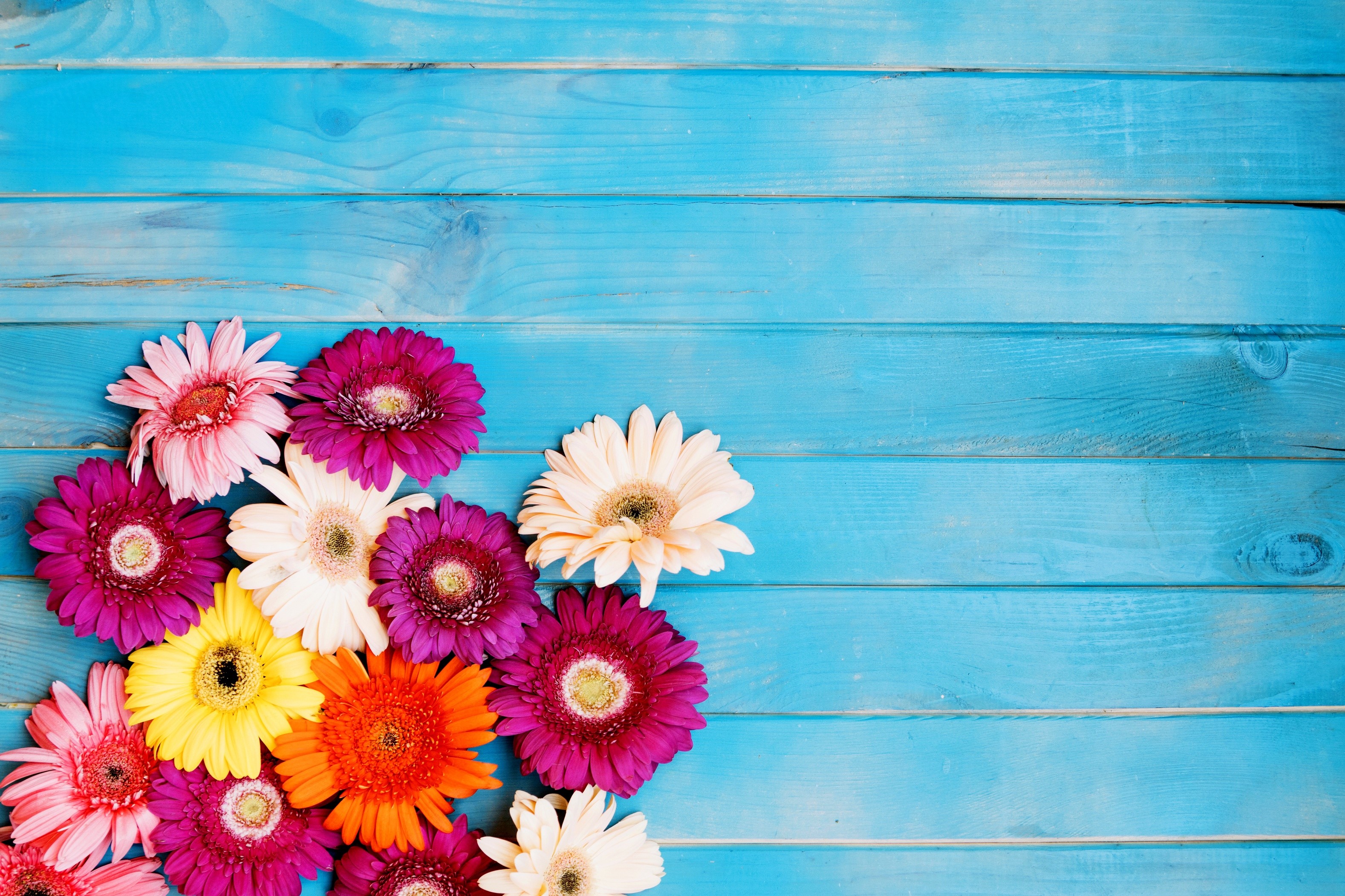 Gerberas on blue wood planks HD Wallpaper