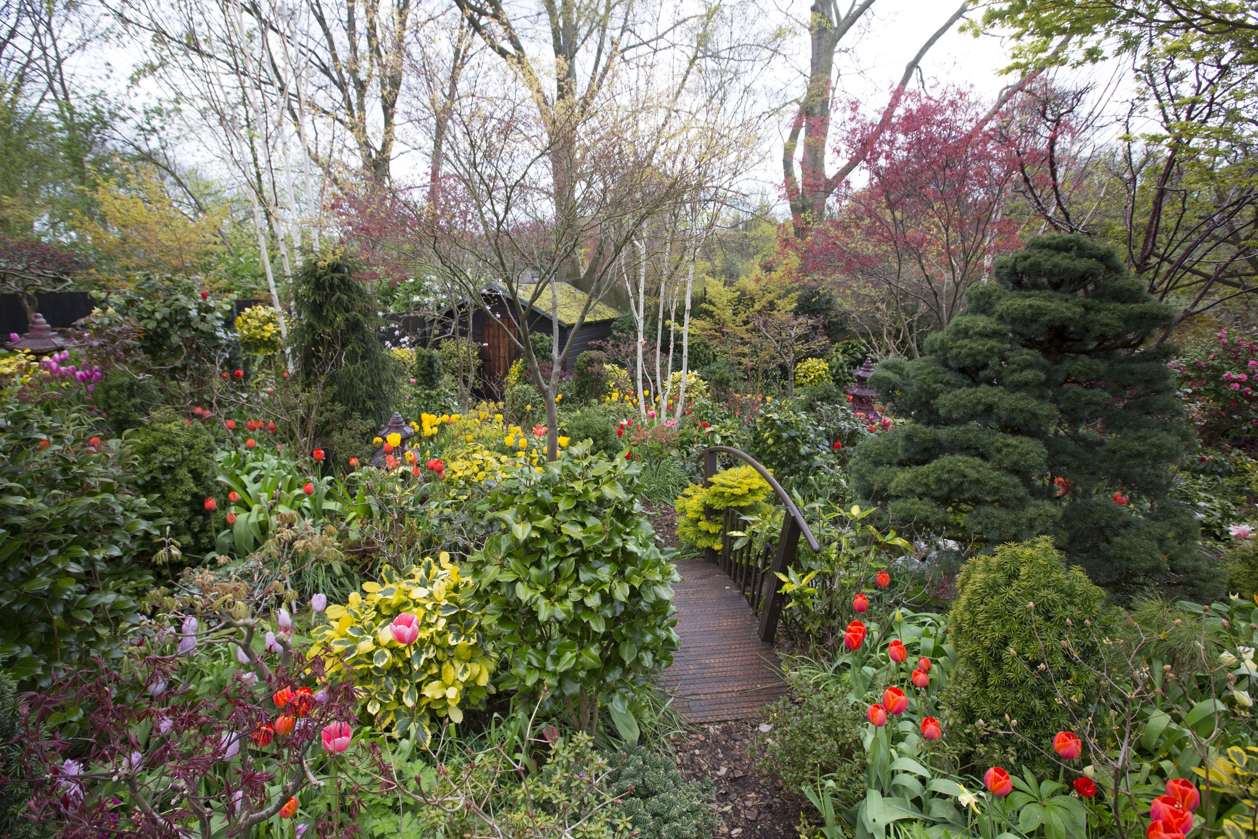 Walsall Garden in England with Tulips and Bridge HD Wallpaper