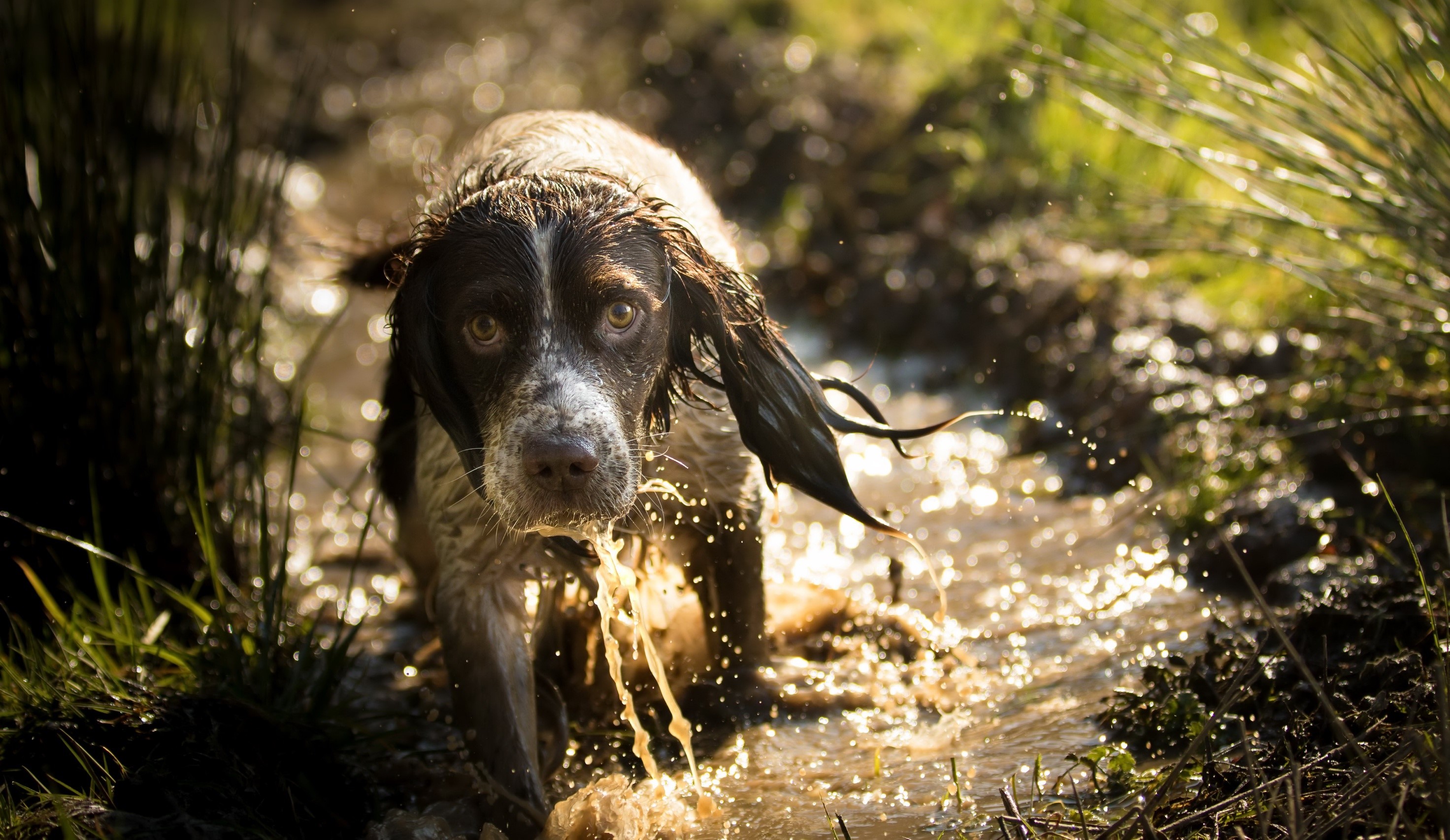 Wet Spaniel Dog Walking Through Muddy Water HD Wallpaper