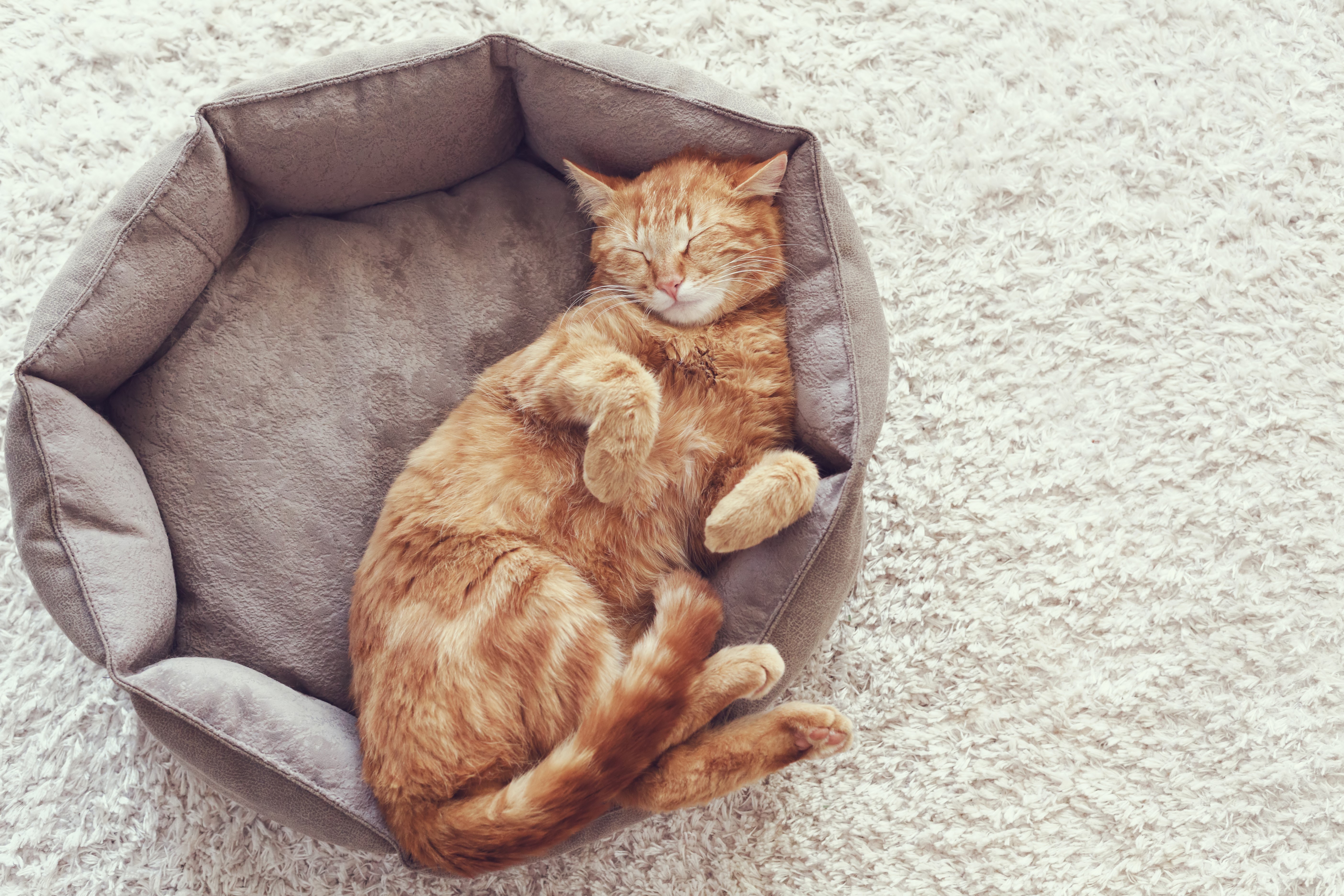 Ginger cat sleeping in a pet bed HD Wallpaper