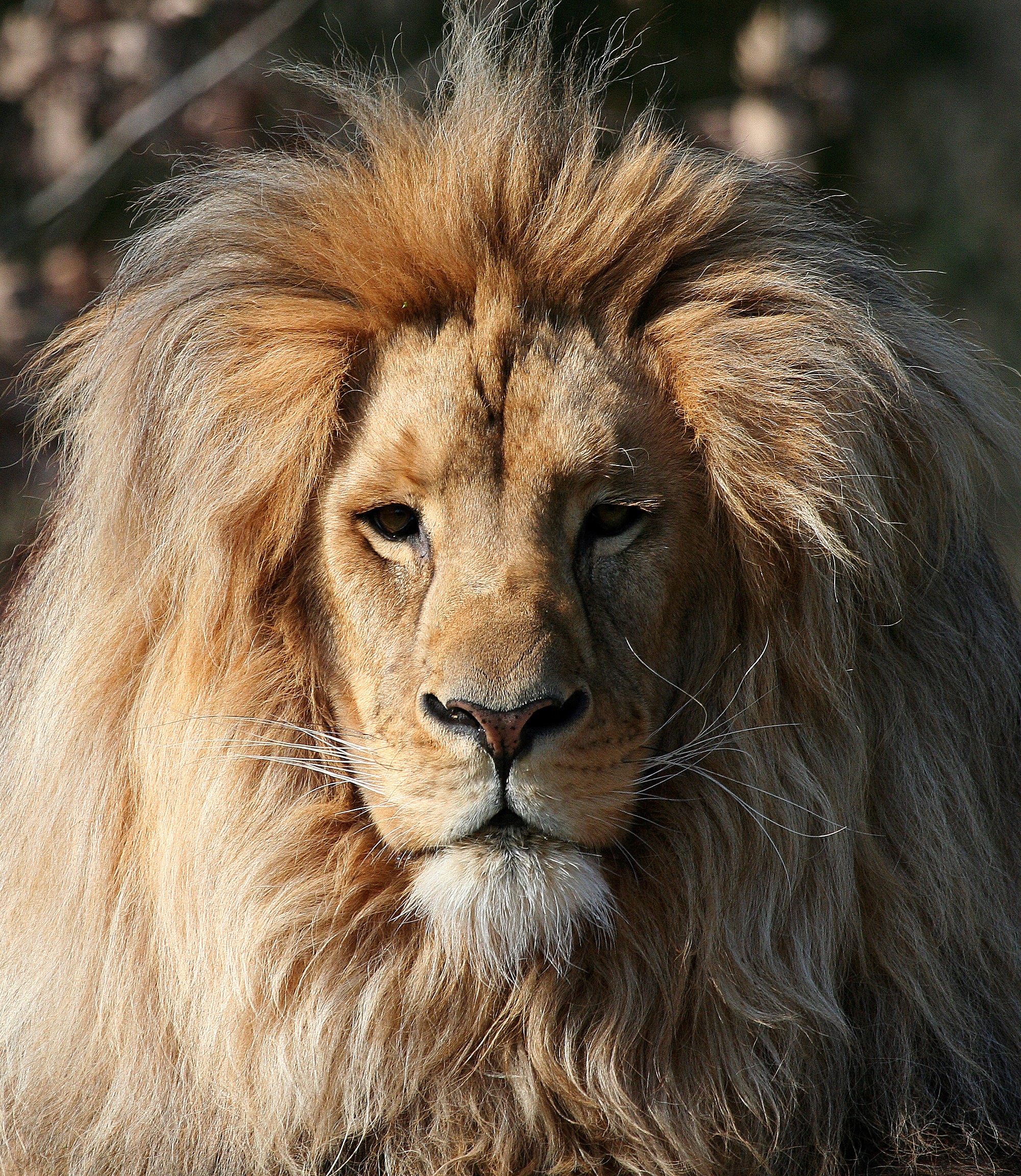 Close-up of a male lion's face HD Wallpaper