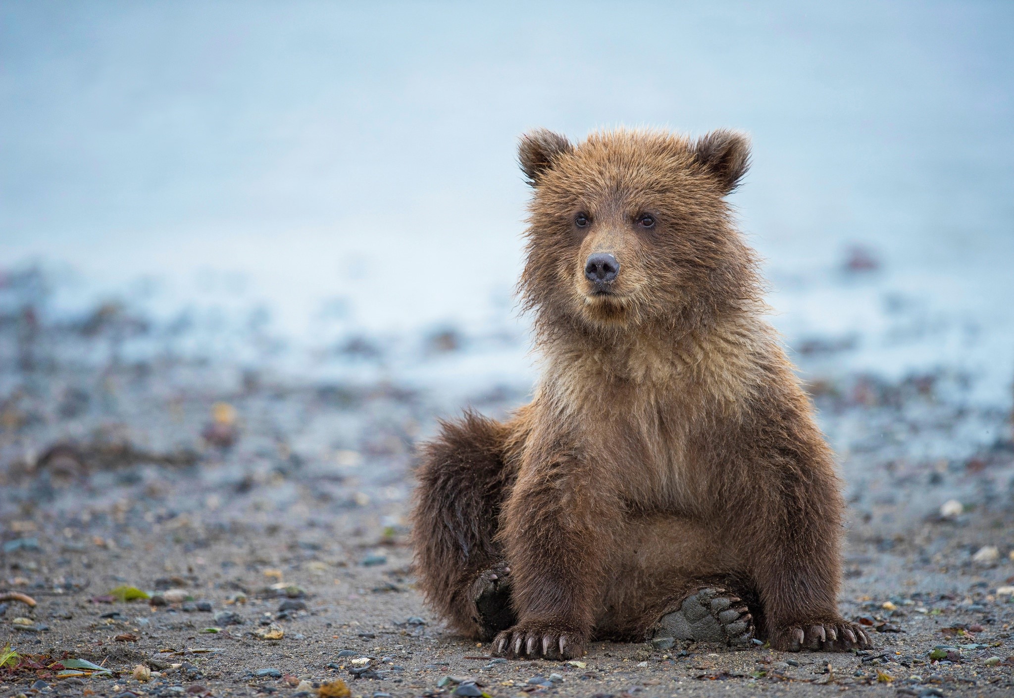 A brown bear cub sits on a rocky shore HD Wallpaper