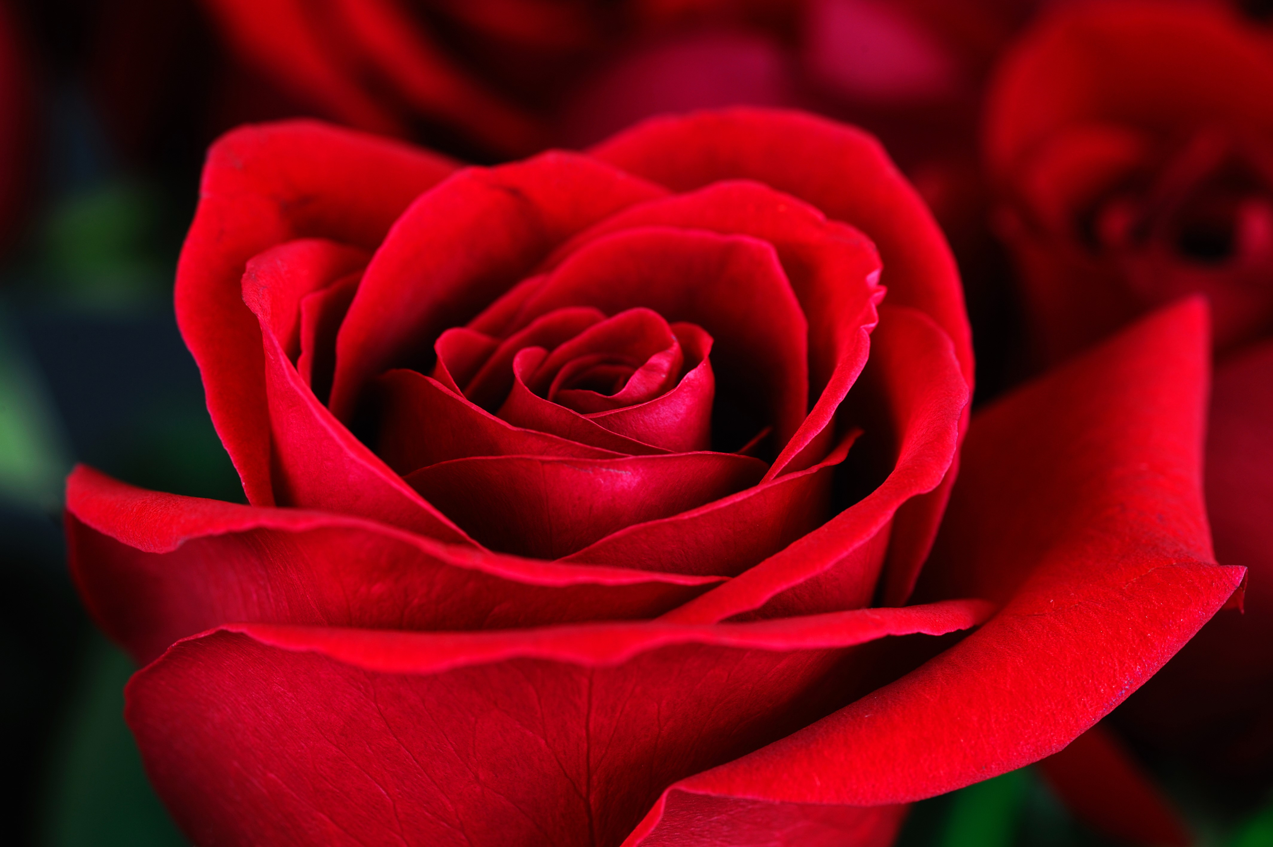 4K Red Roses Closeup HD Wallpaper