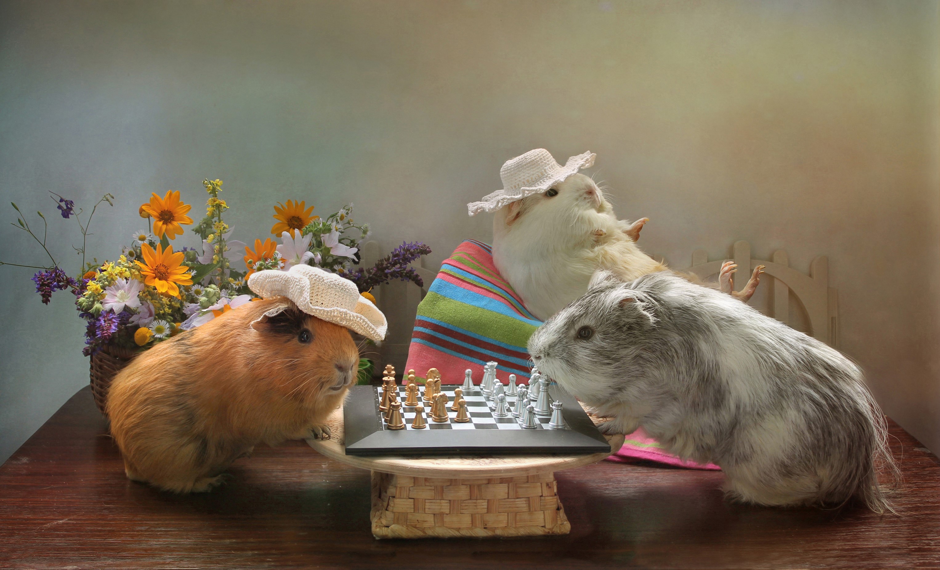 Three guinea pigs playing chess and wearing hats HD Wallpaper