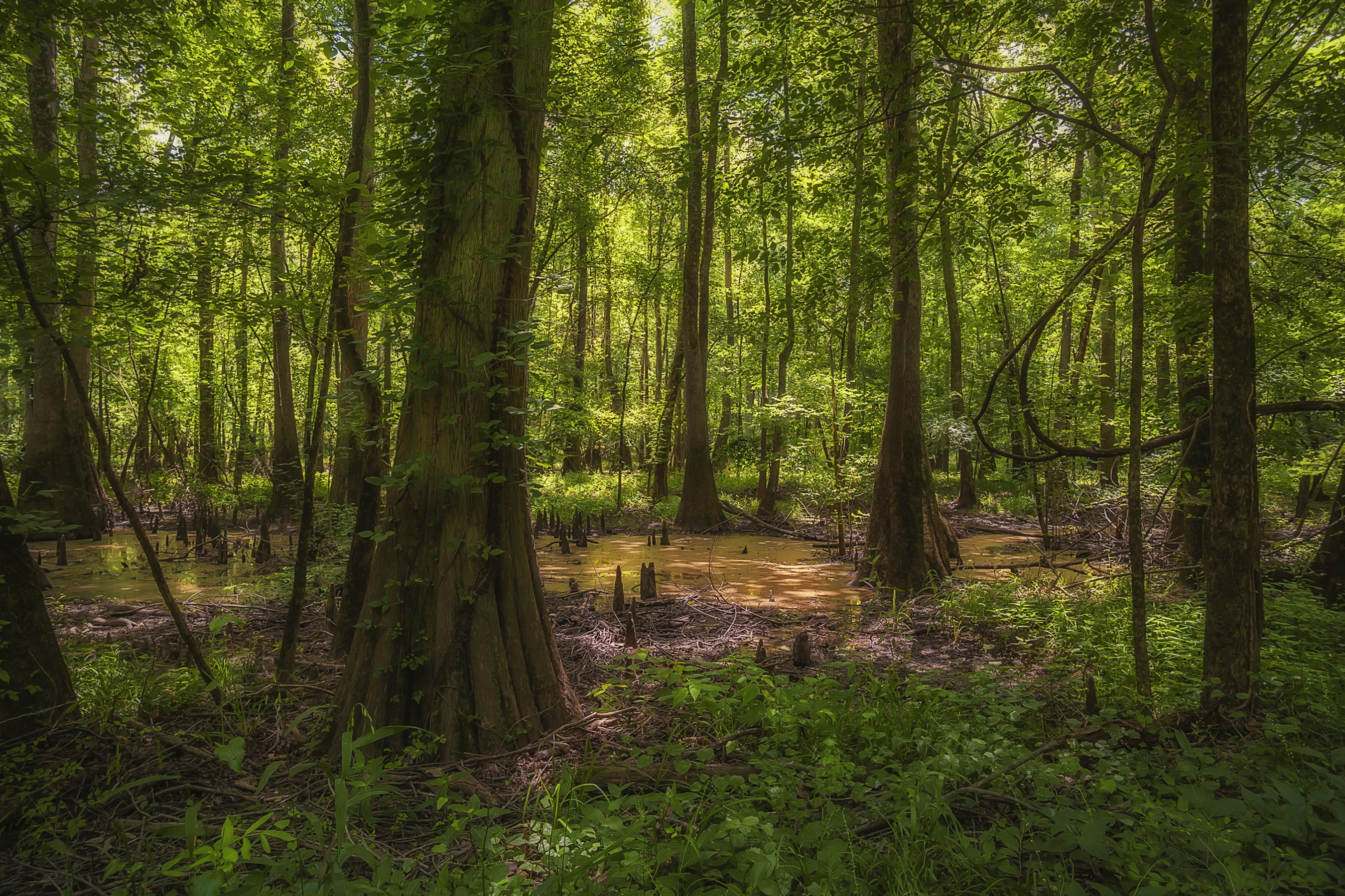 Swampy forest with cypress trees and sunlight HD Wallpaper