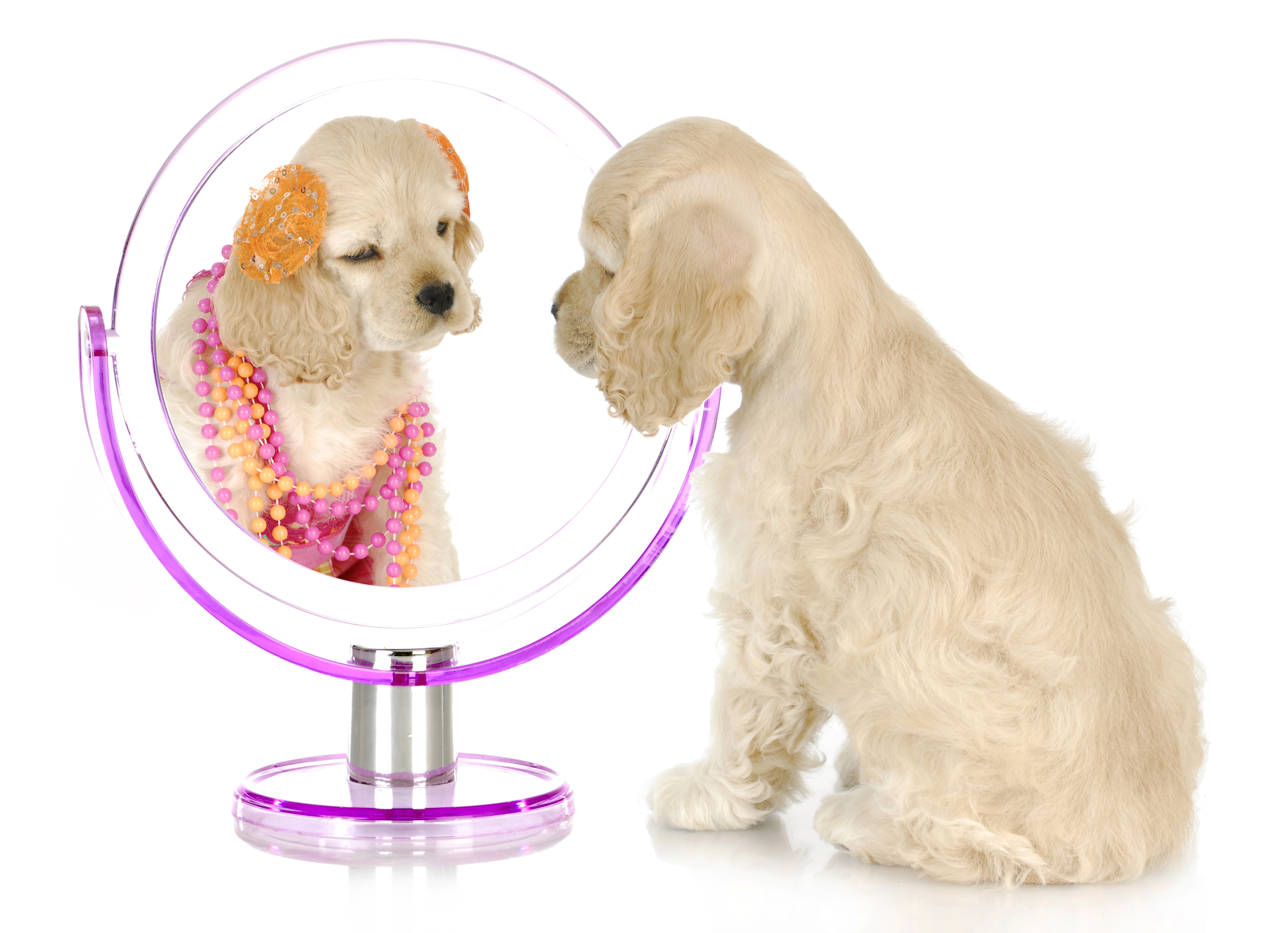 Puppy looking in a mirror with jewelry HD Wallpaper